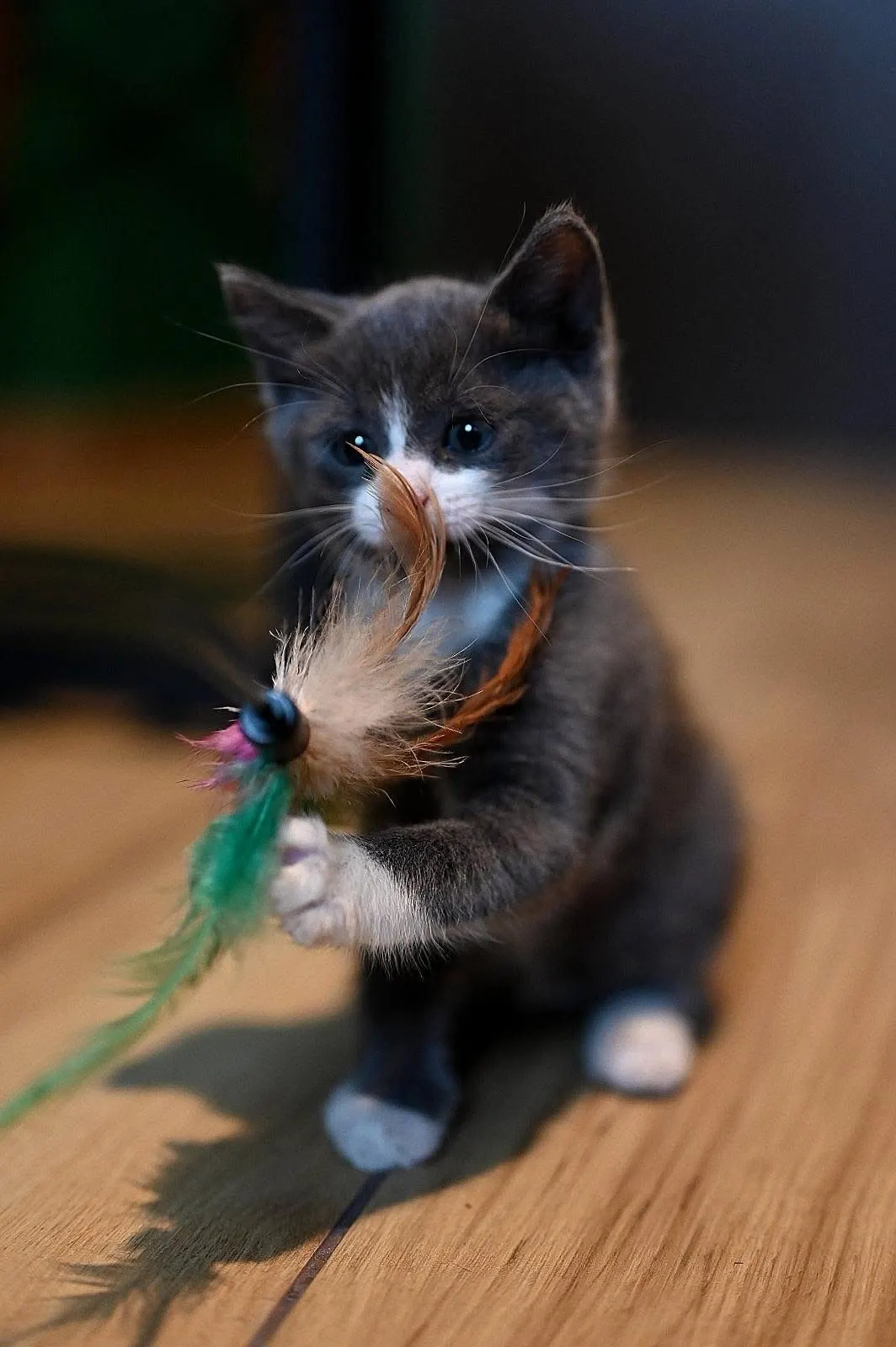 🐈 Mochi și-a găsit o casă!