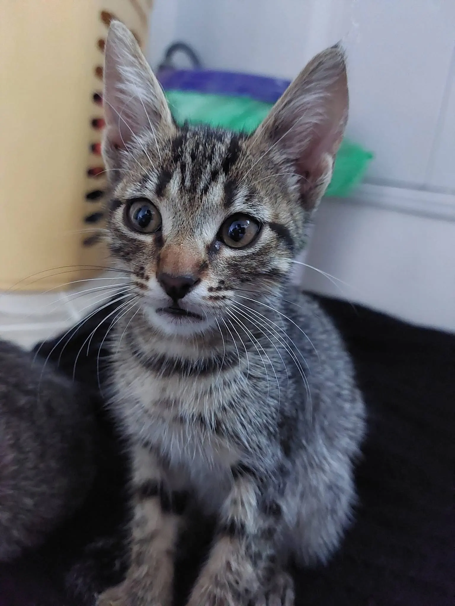 🐈 5 Pisici caută o casă nouă