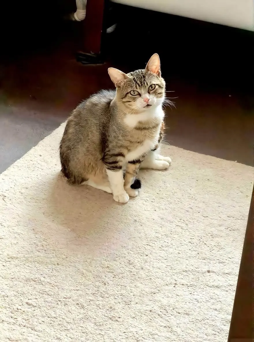 🐈 Simba caută o casă nouă