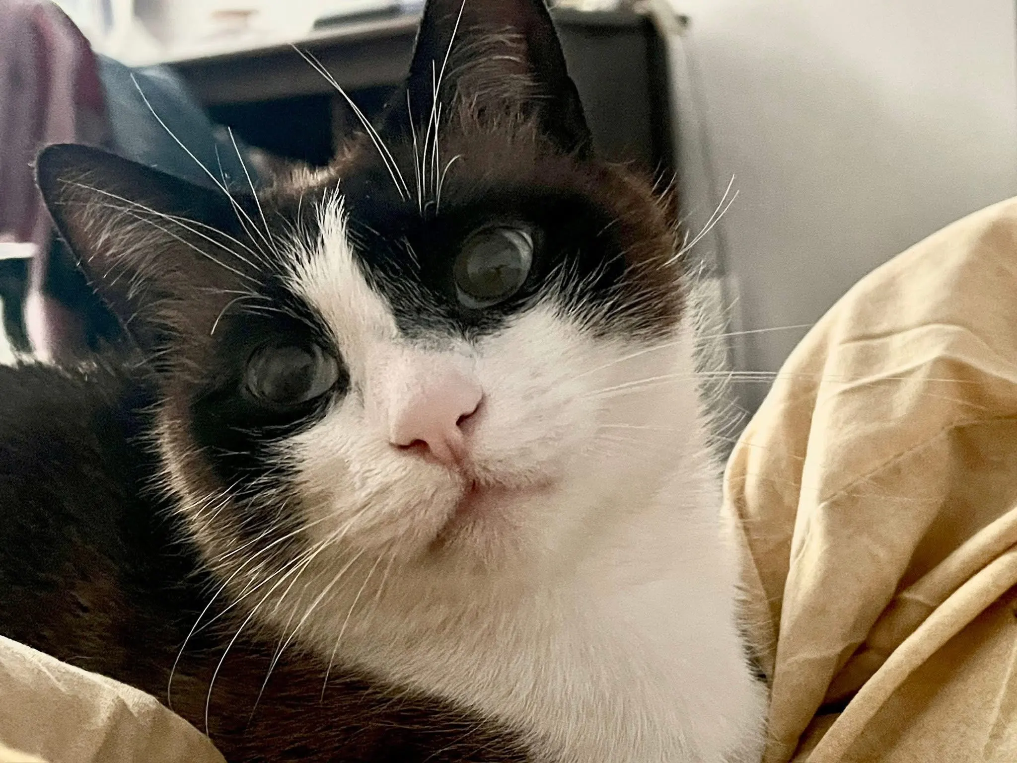 🐈 Tom pierdută în București