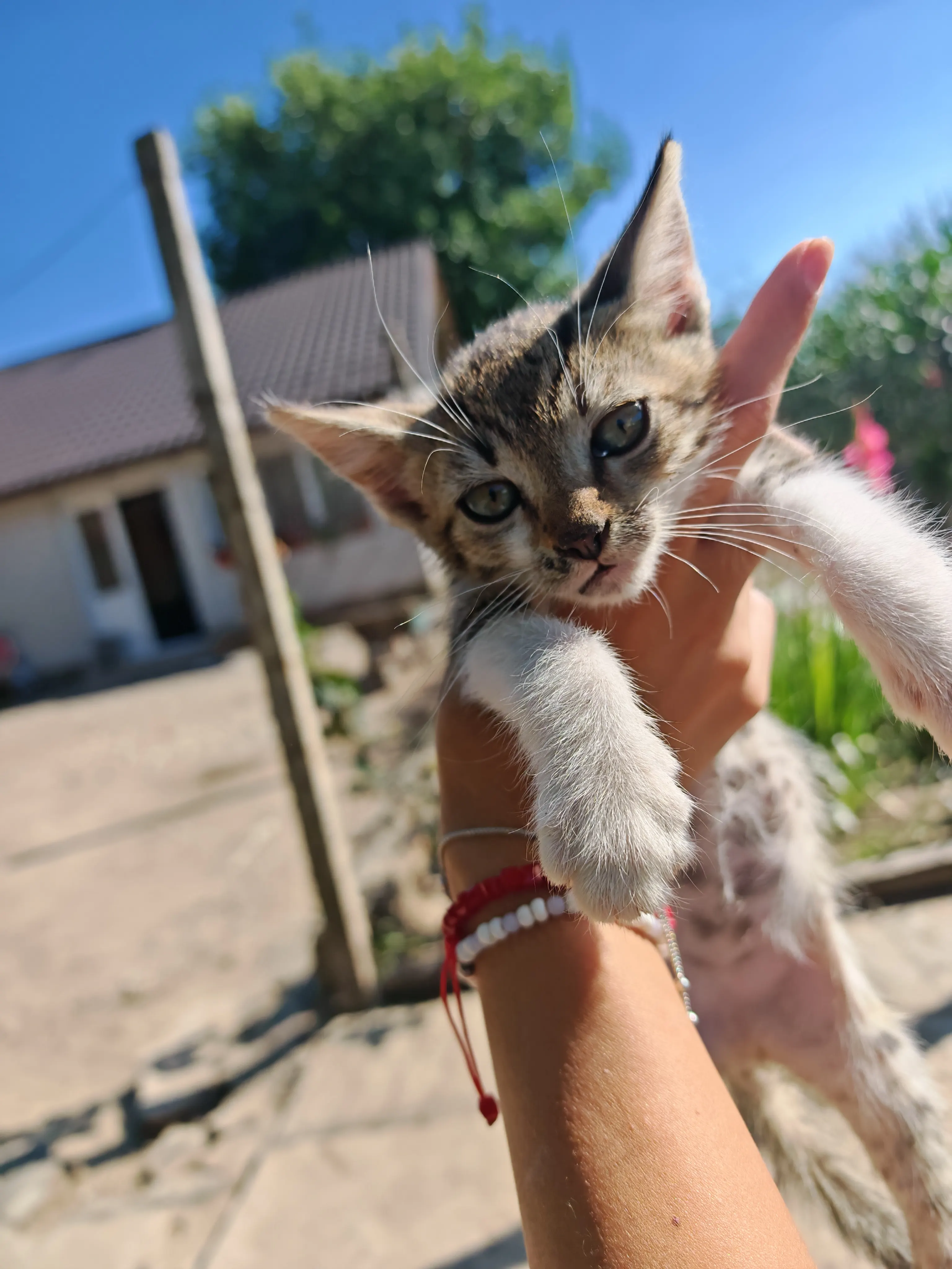 🐈 4 Pisici caută o casă nouă