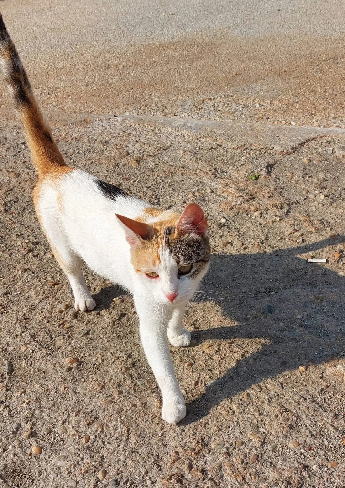 🐈 Mia caută o casă nouă