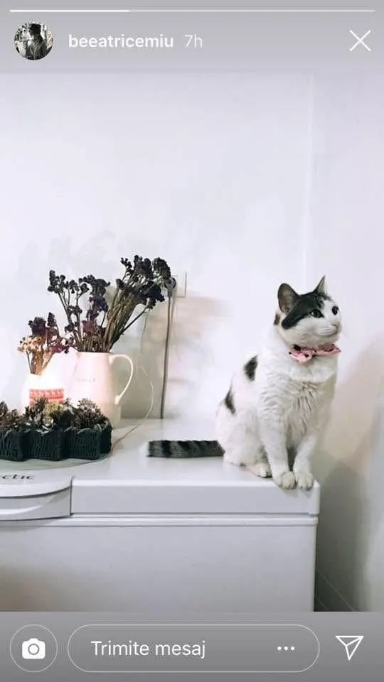 🐈 O pisică pierdută în București