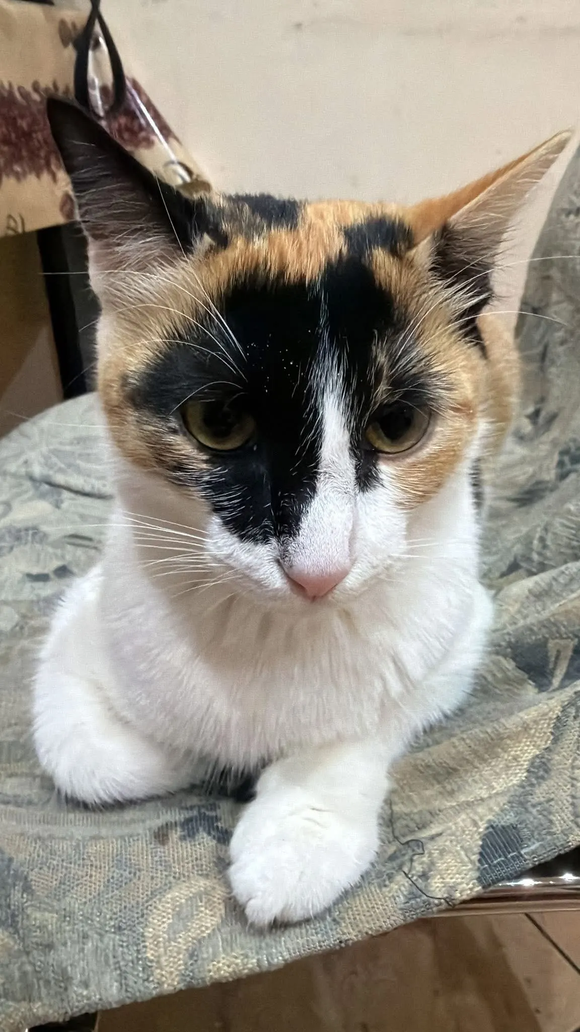 🐈 O pisică pierdută în București