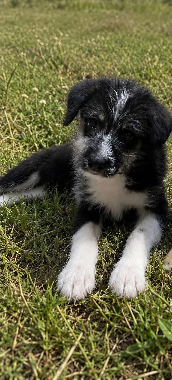 🐕 2 Cățelușe caută o casă nouă