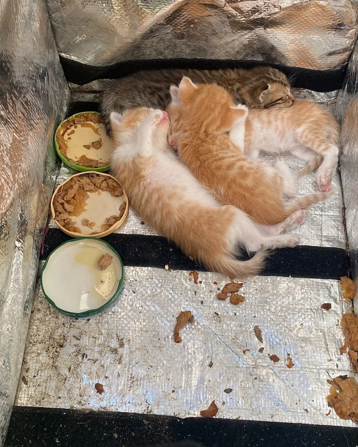 🐈 4 Pisici caută o casă nouă