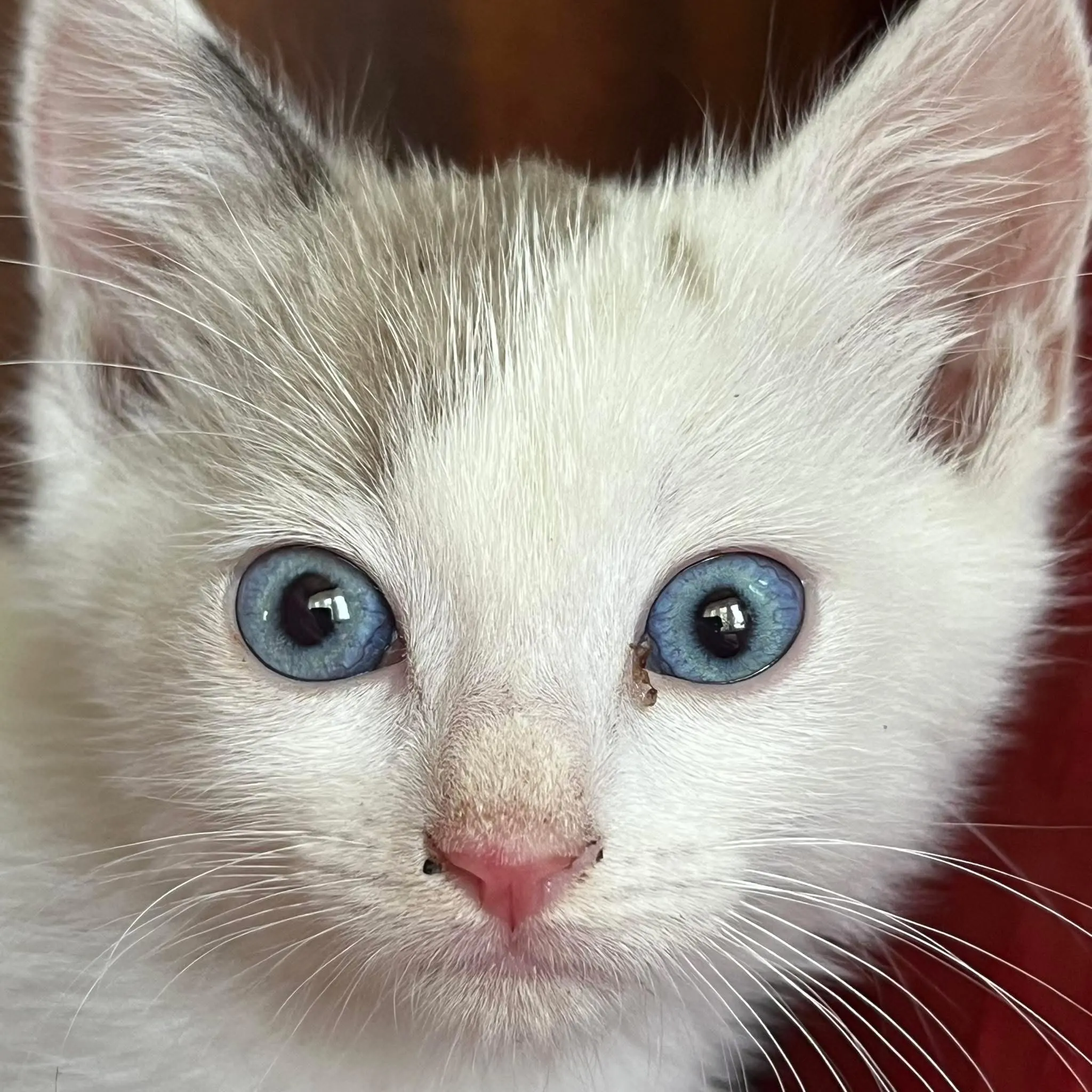 🐈 O pisicuță caută o casă nouă
