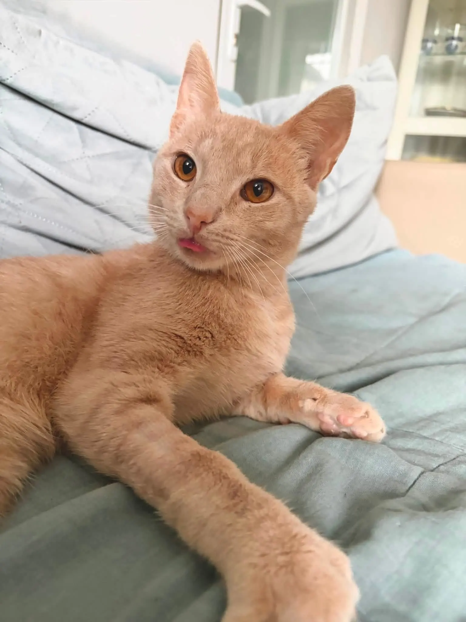 🐈 Un pisic caută o casă nouă