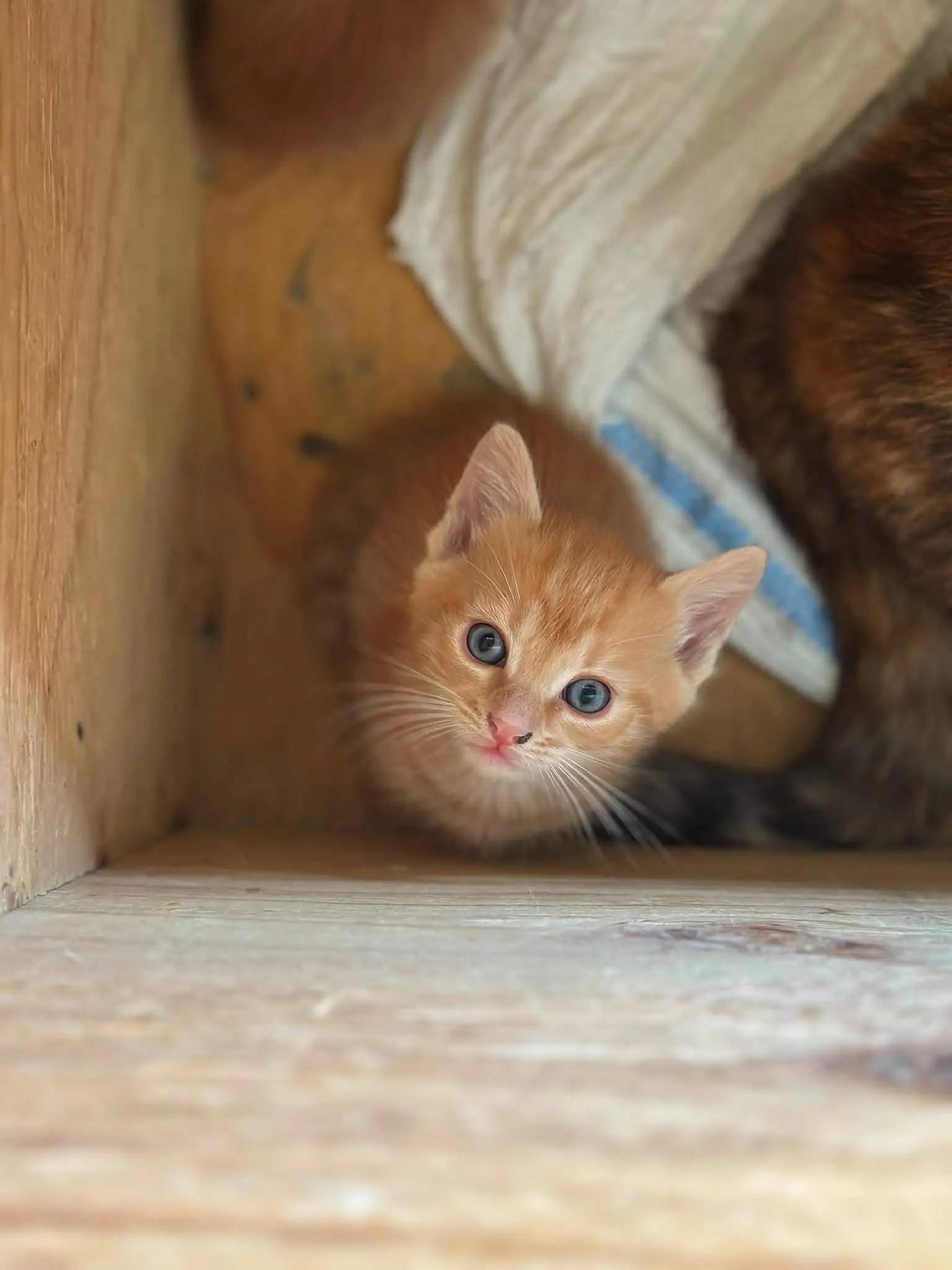 🐈 2 Pisici și-au găsit o casă!