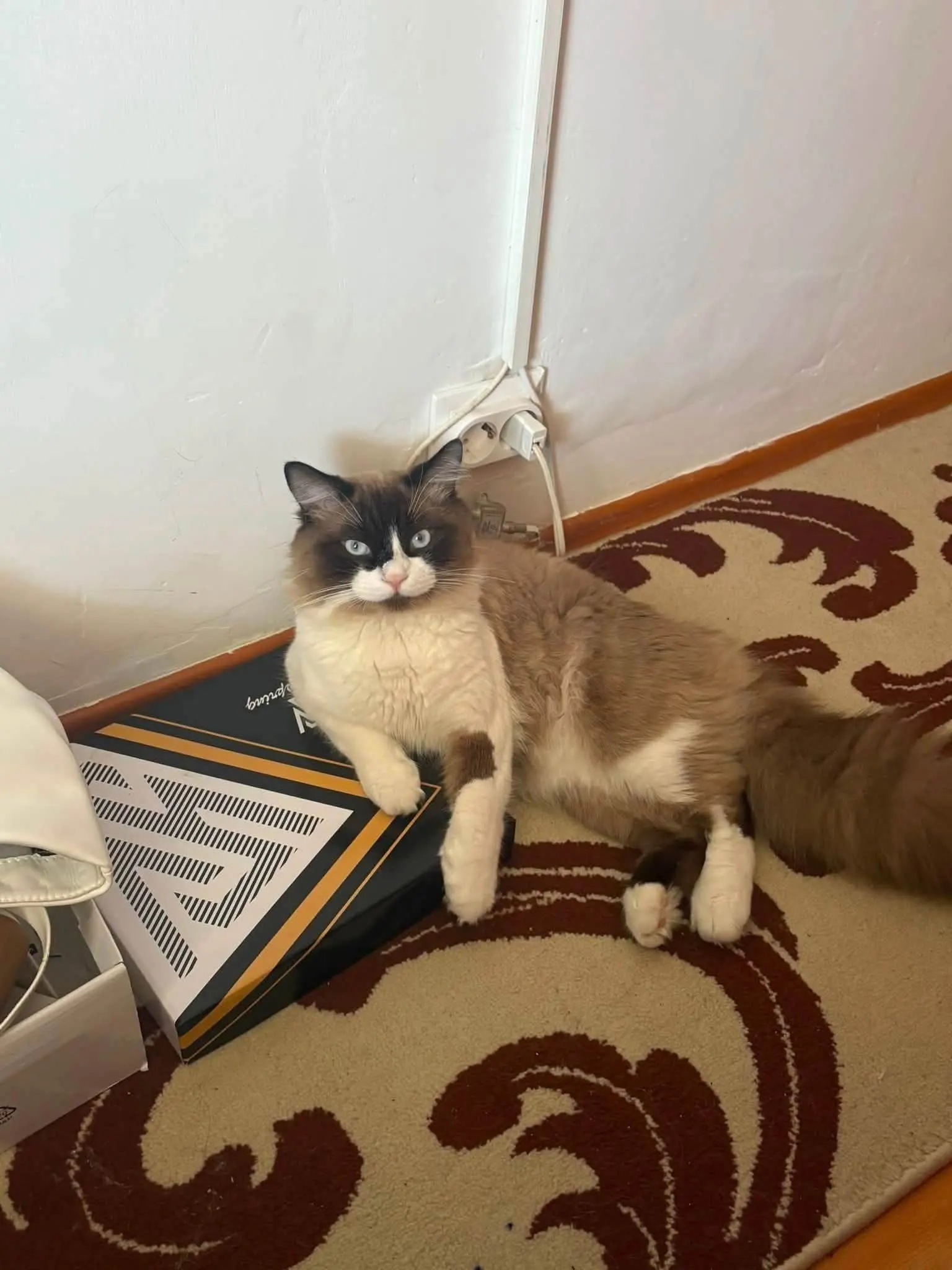 🐈 Pablo pierdută în București