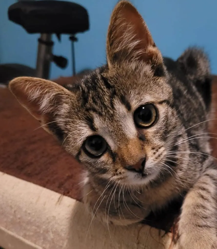🐈 O pisicuță caută o casă nouă