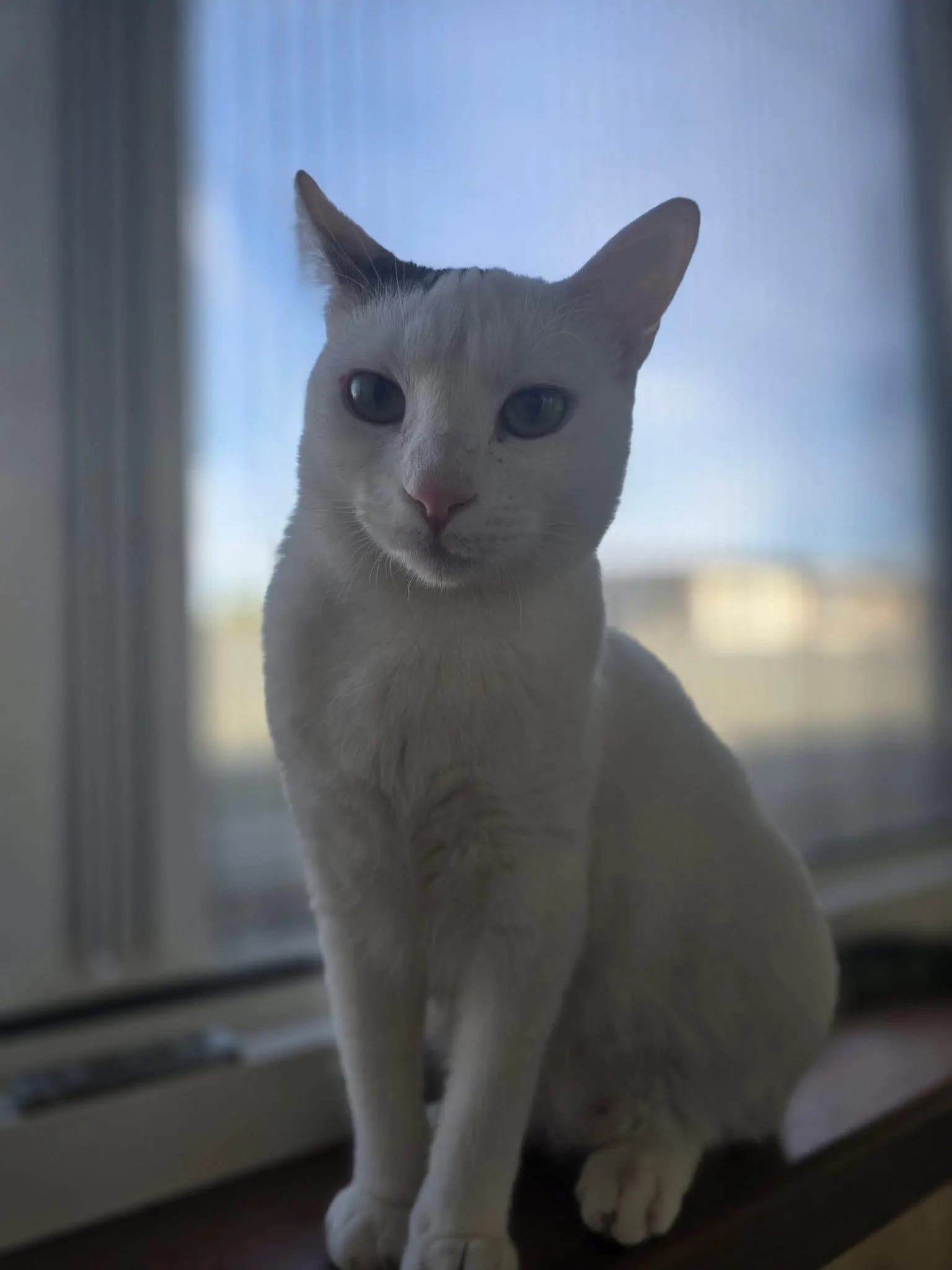 🐈 O pisică — reunită cu familia! 🎉