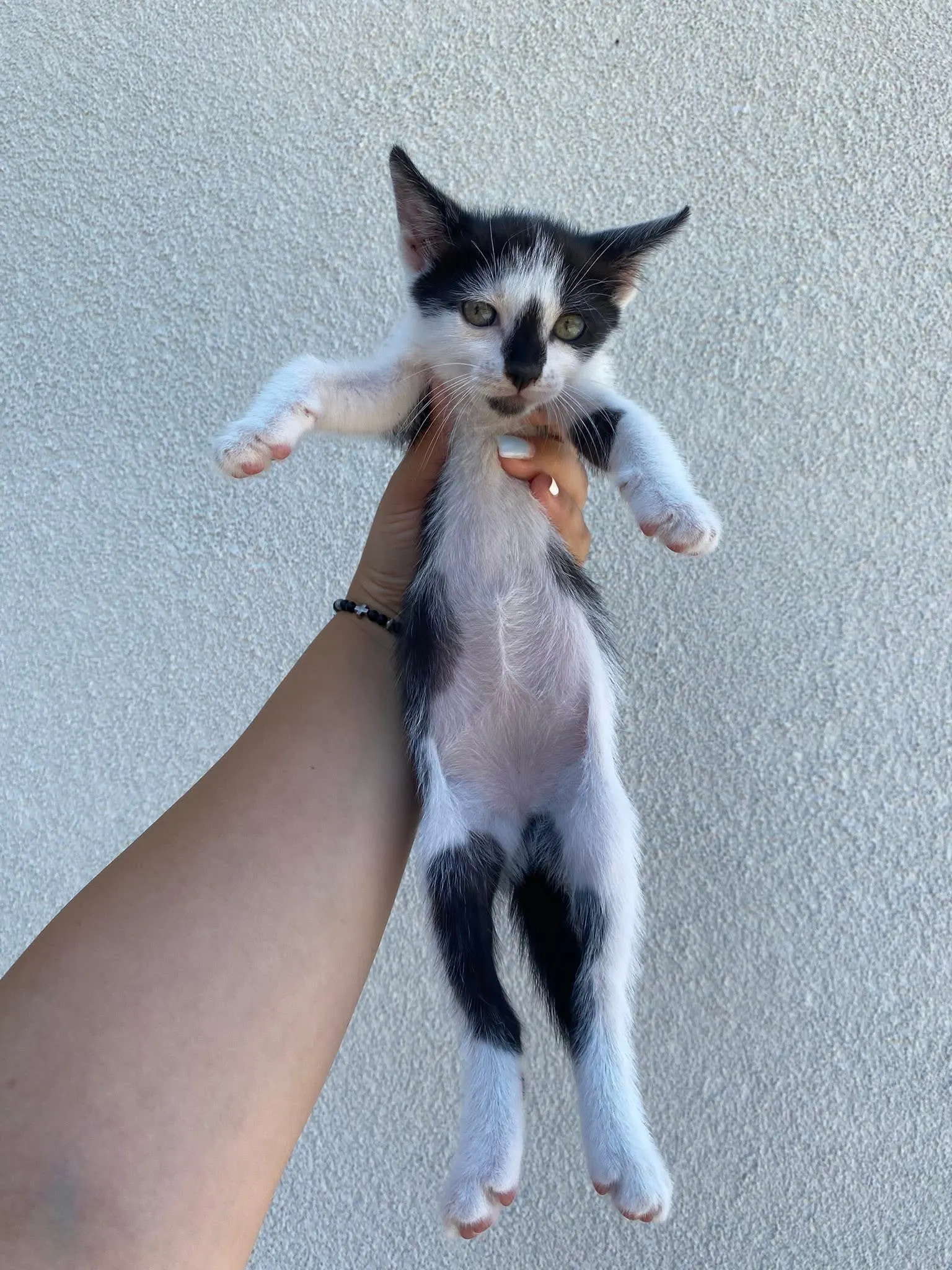 🐈 O pisicuță caută o casă nouă