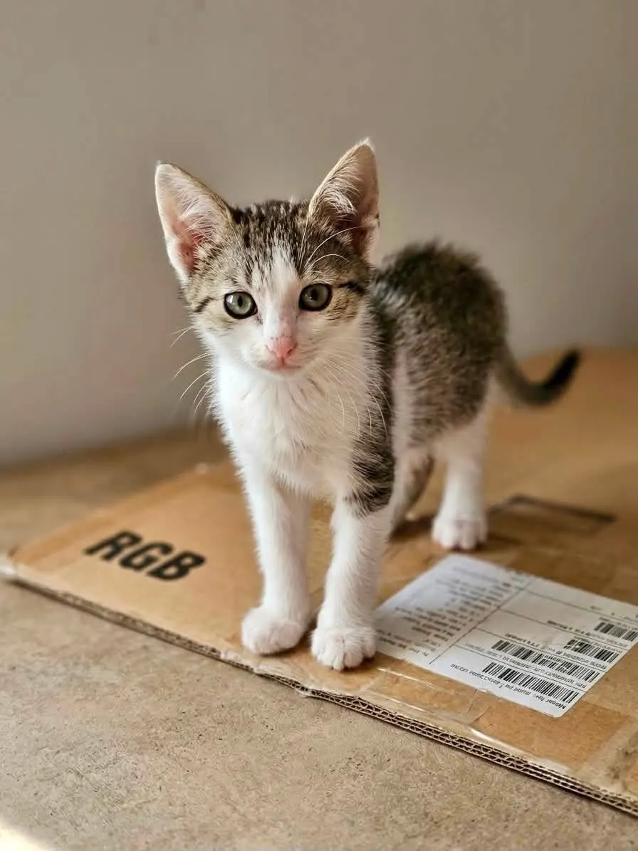 🐈 2 Pisicuțe caută o casă nouă