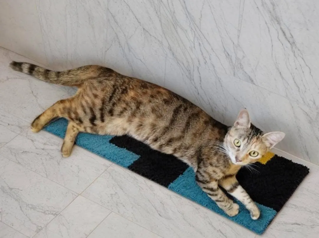 🐈 O pisicuță caută o casă nouă