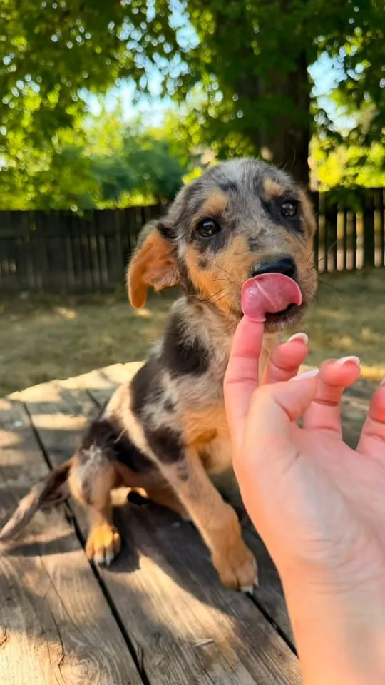 🐕 4 Câini caută o casă nouă