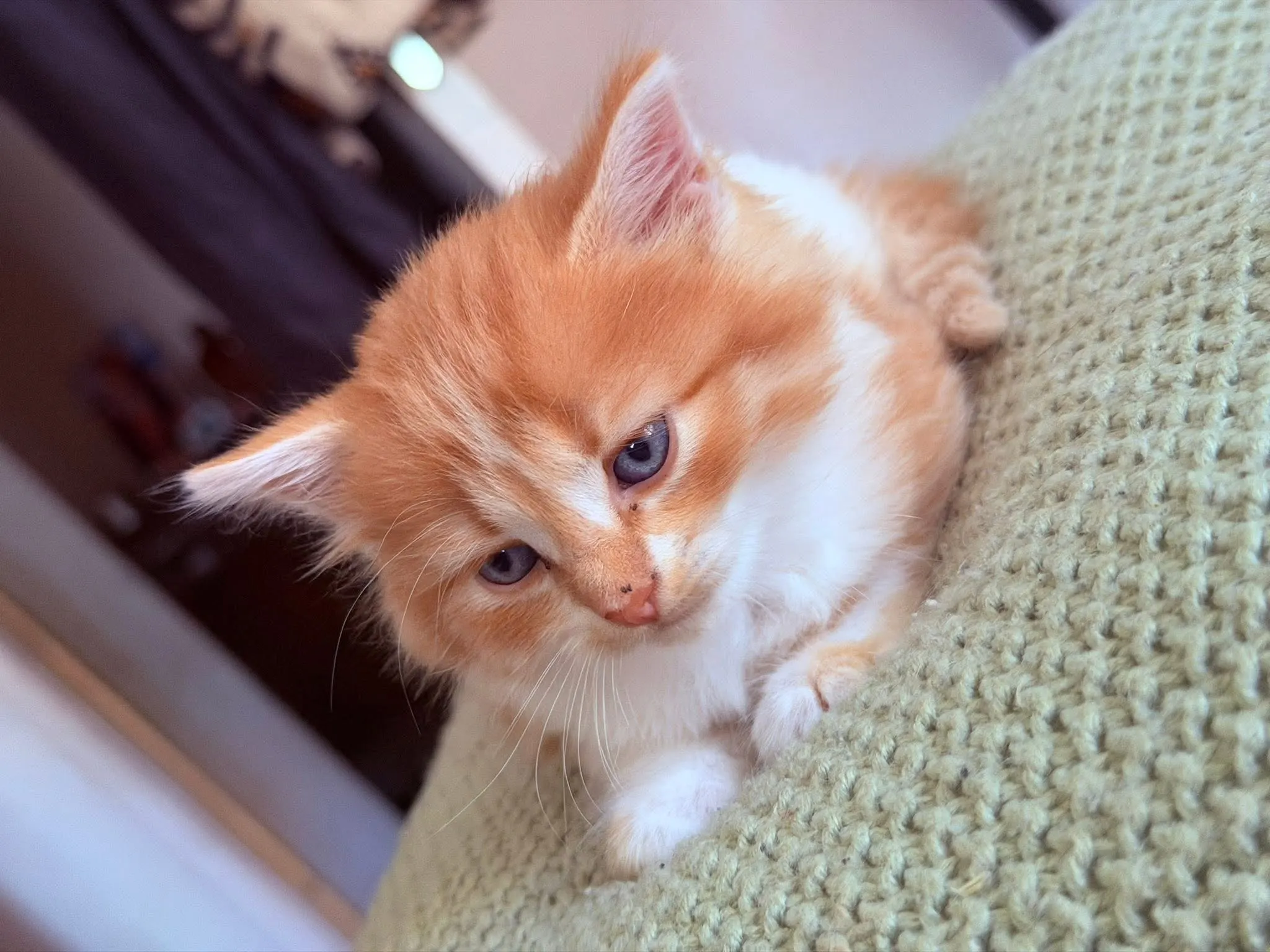 🐈 Un pisic caută o casă nouă