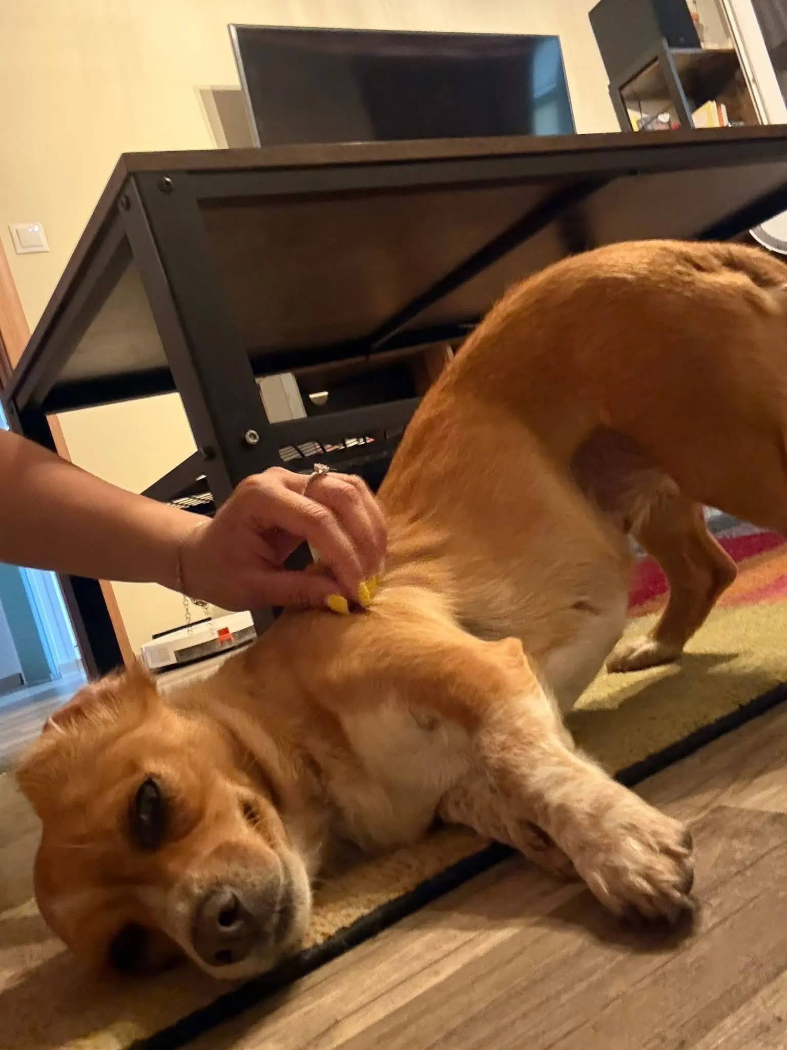 🐕 Vulpița caută o casă nouă