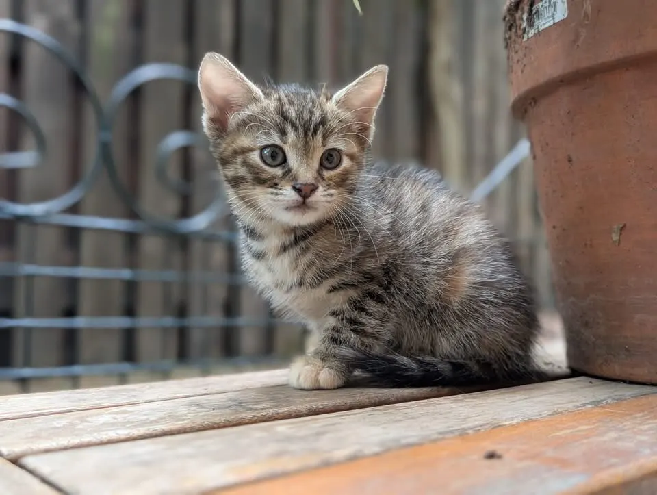 🐈 4 Pisici caută o casă nouă