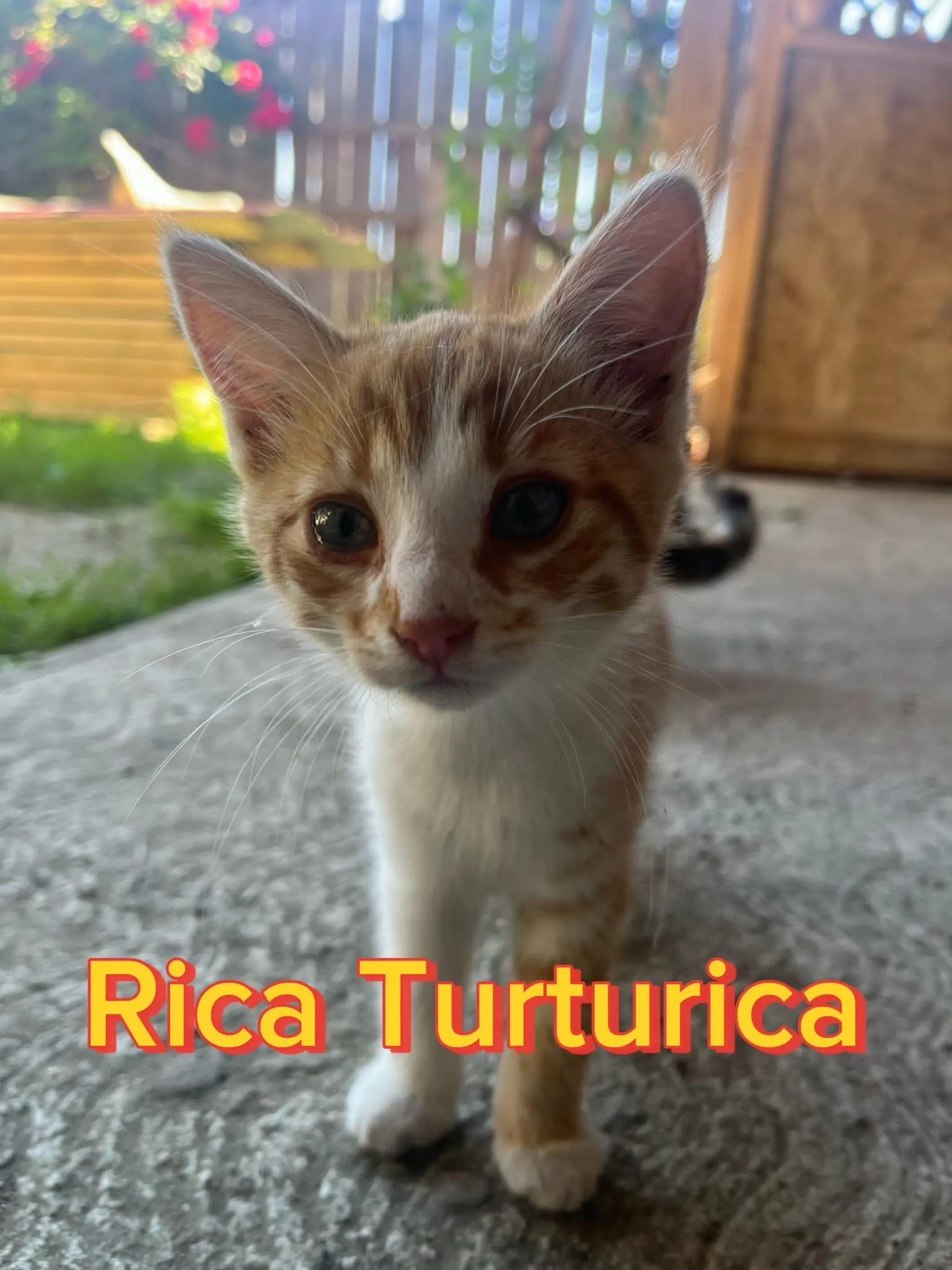 🐈 2 Pisici caută o casă nouă