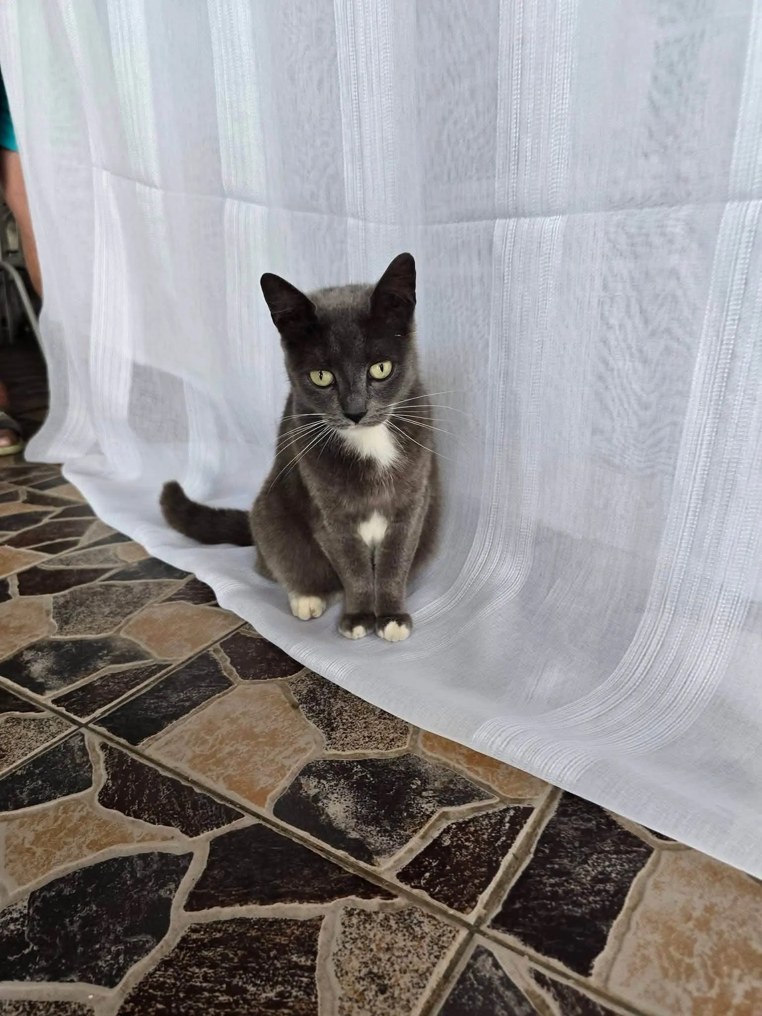 🐈 Mina caută o casă nouă