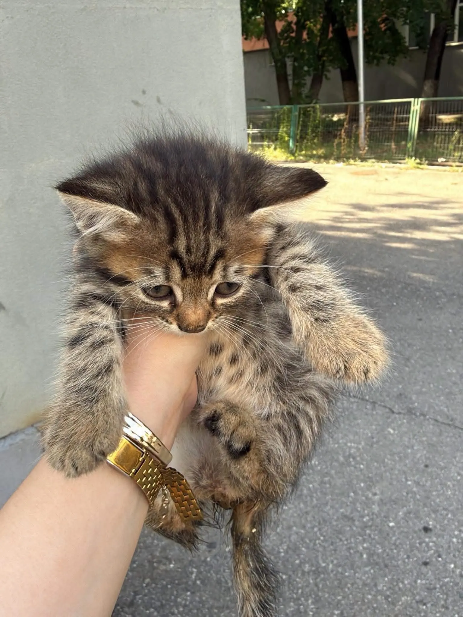 🐈 O pisicuță caută o casă nouă