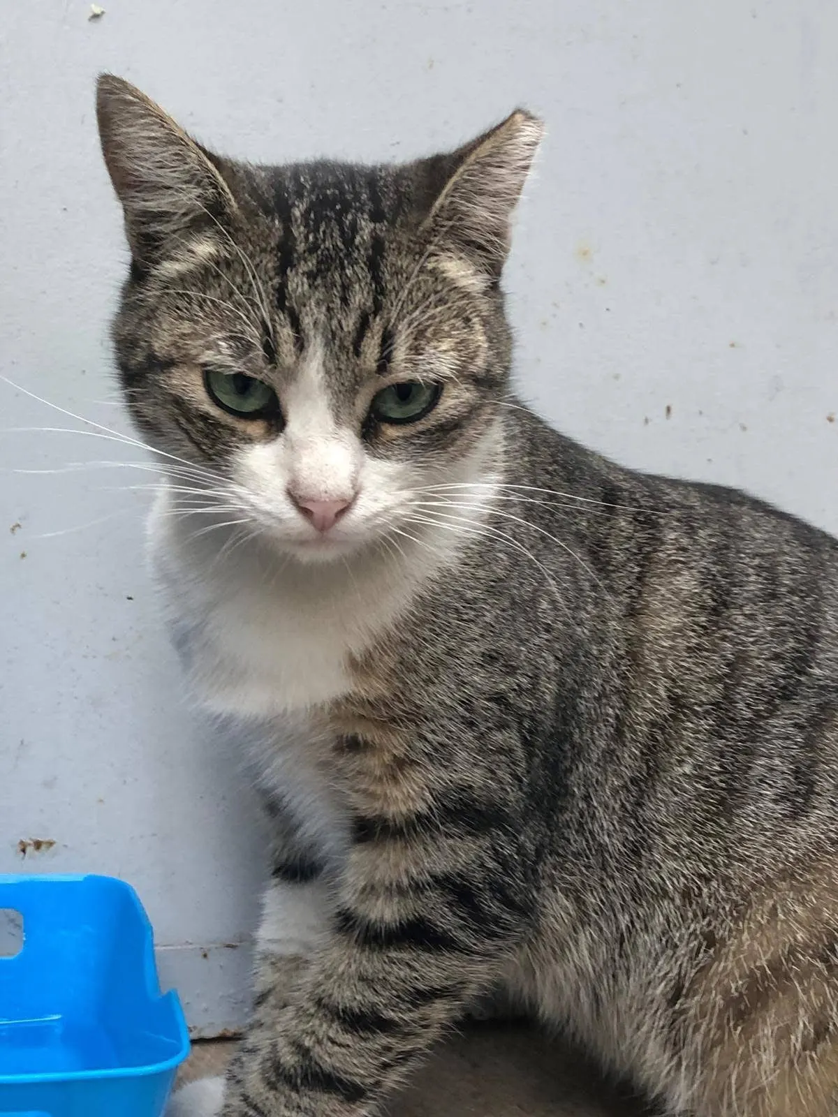 🐈 O pisică pierdută în București