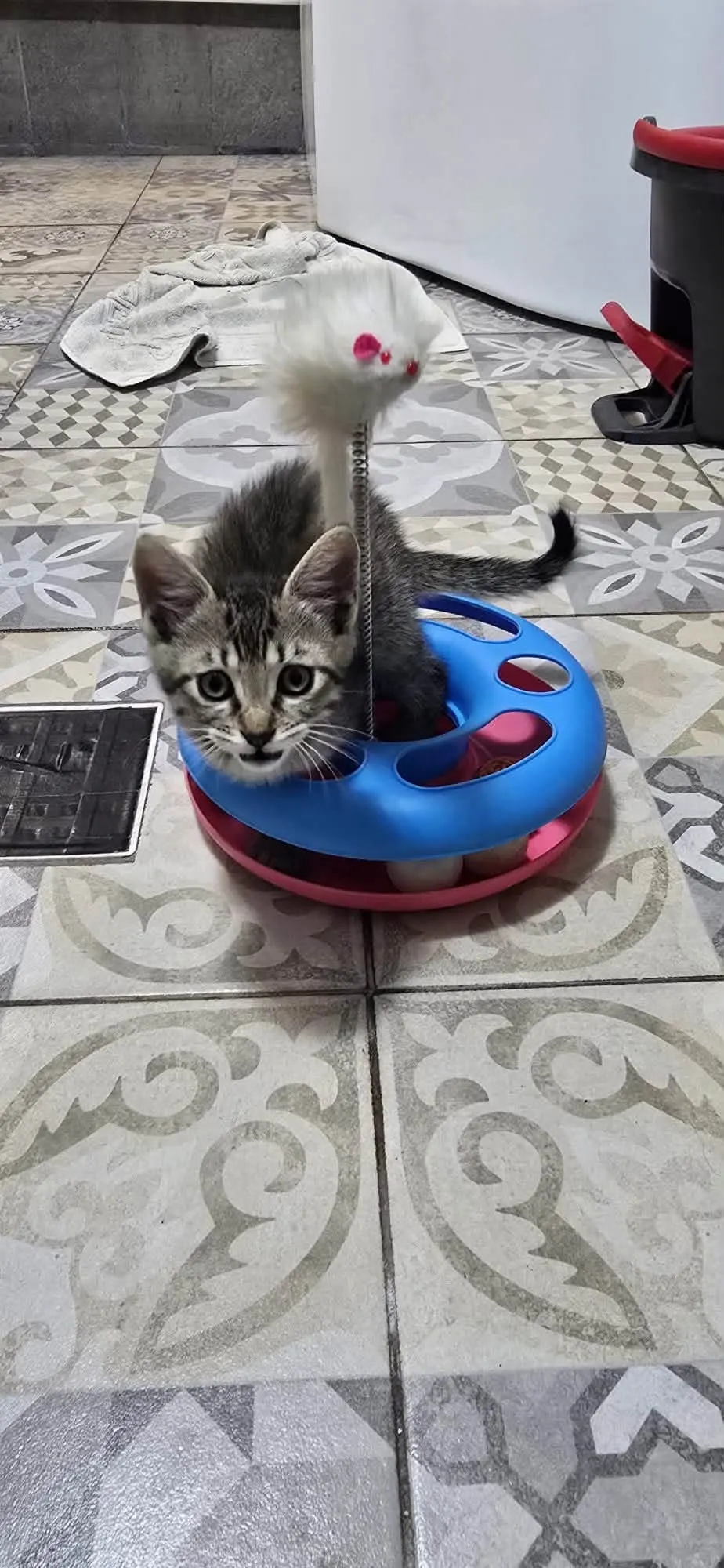 🐈 2 Pisici caută o casă nouă