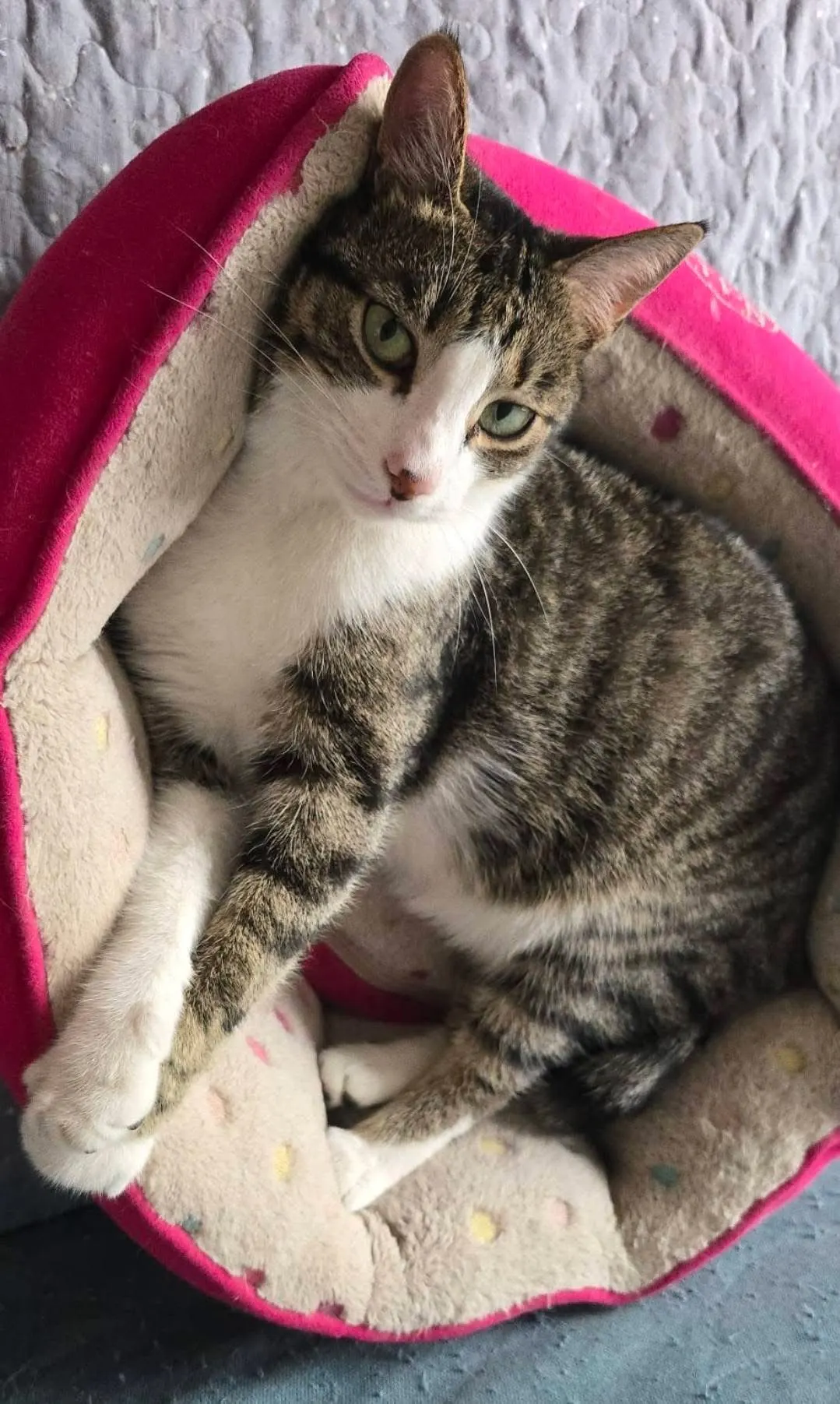🐈 Firi pierdută în București