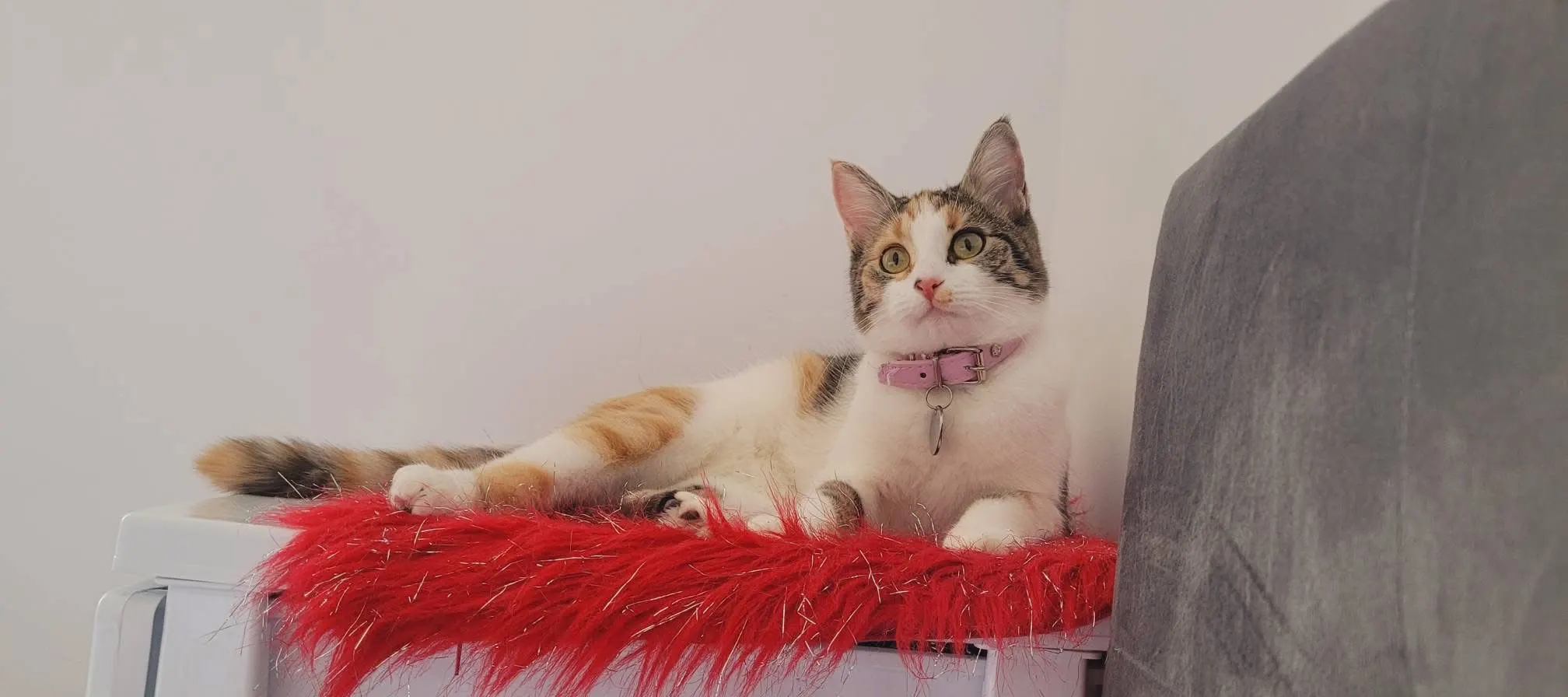 🐈 O pisicuță caută o casă nouă