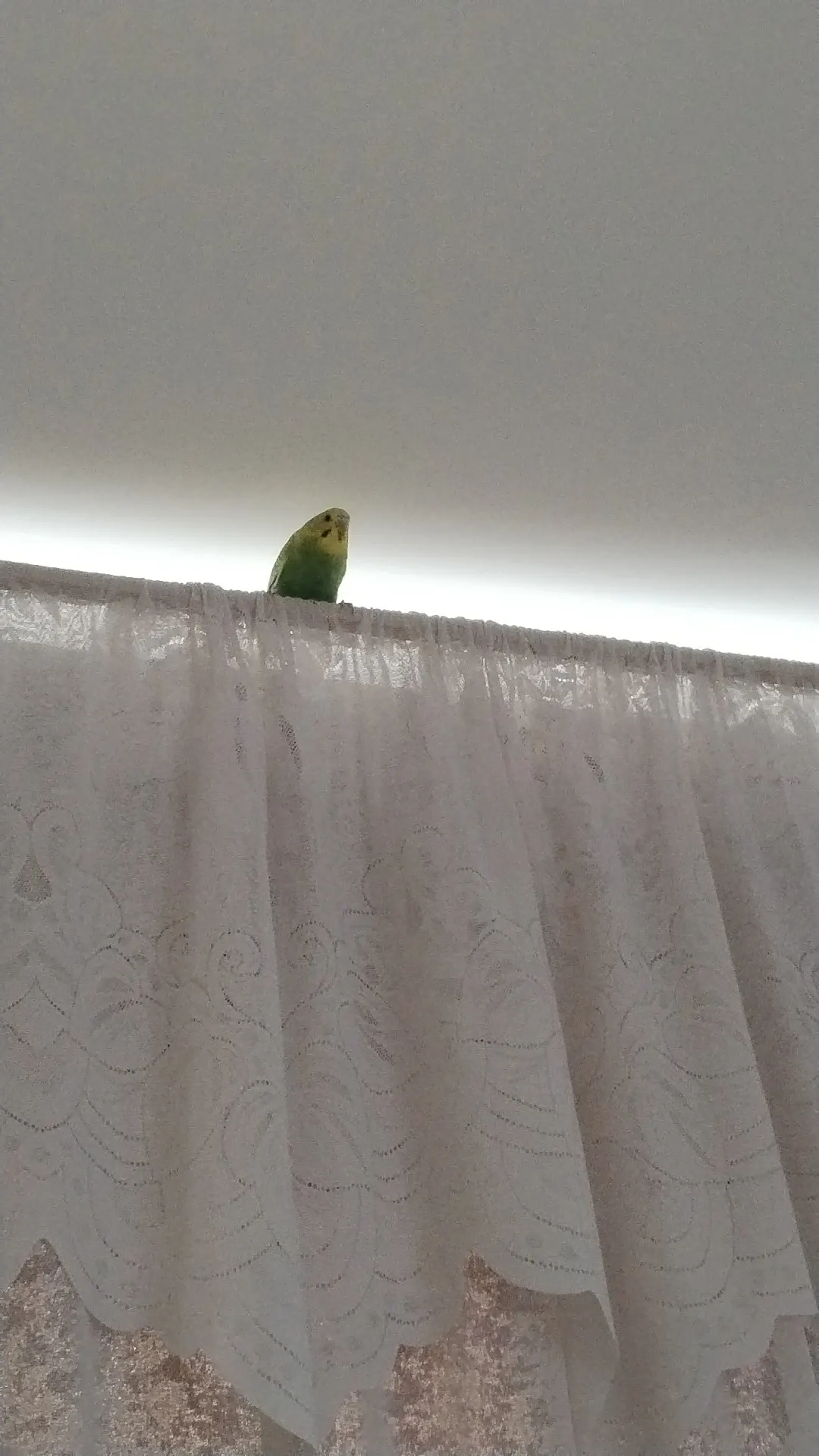 🐦 Mimi pierdută în București