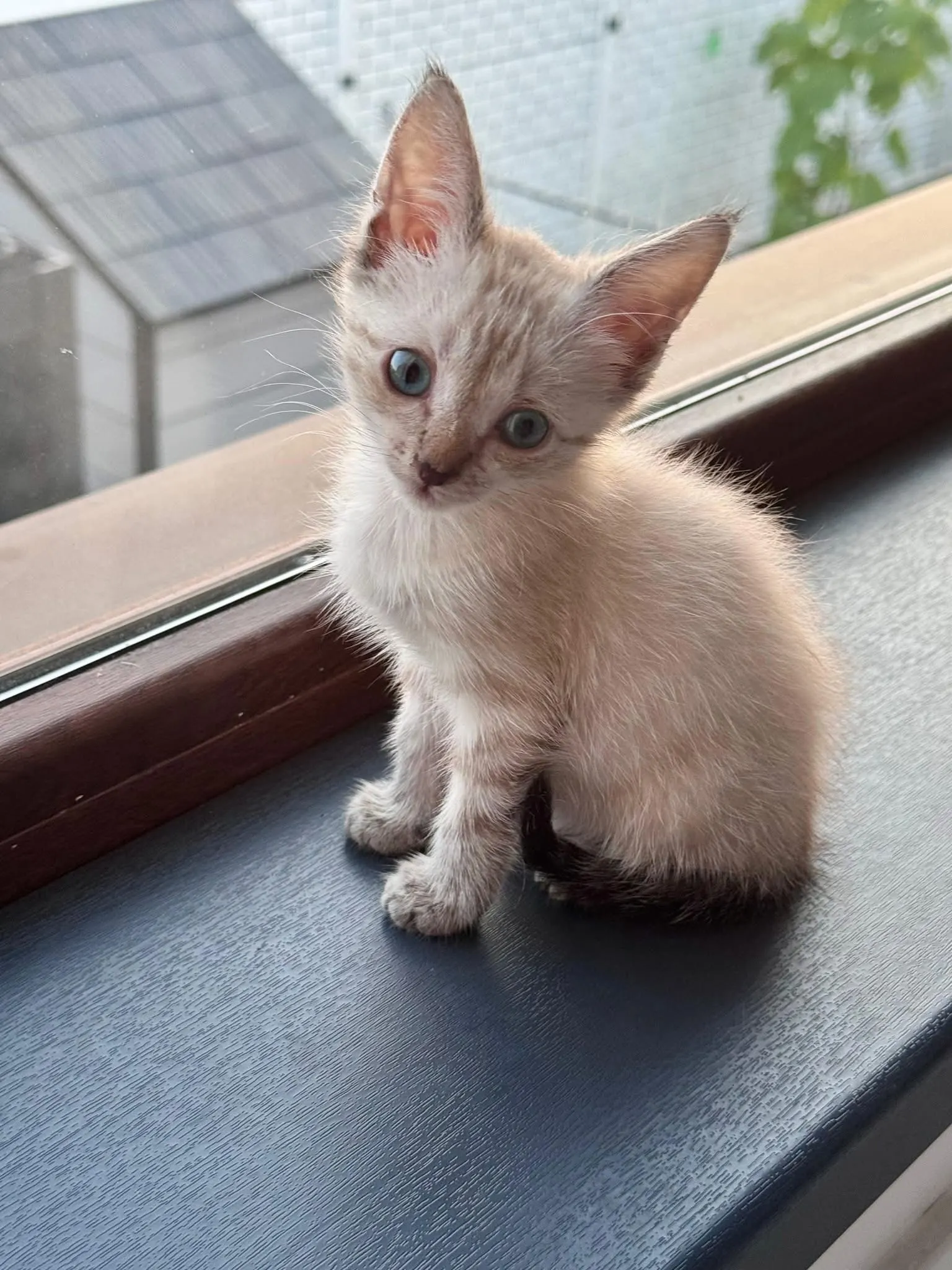 🐈 O pisicuță și-a găsit o casă!