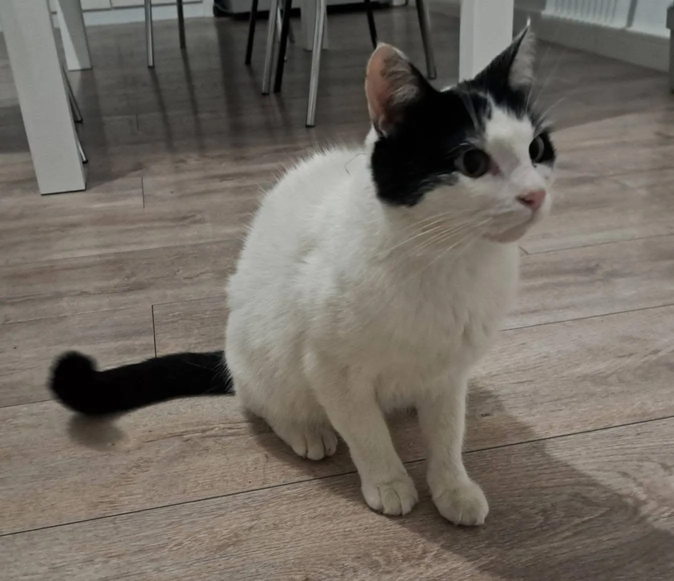 🐈 Clara pierdută în Cornetu