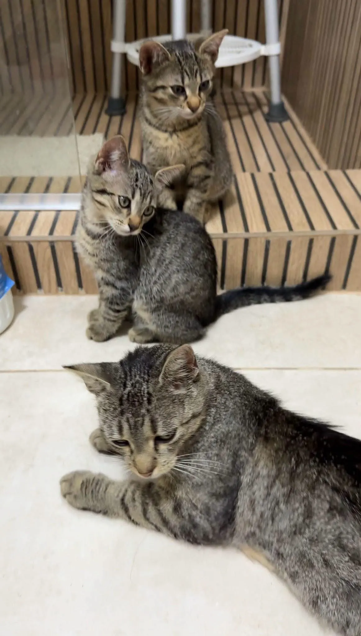 🐈 3 Pisici caută o casă nouă
