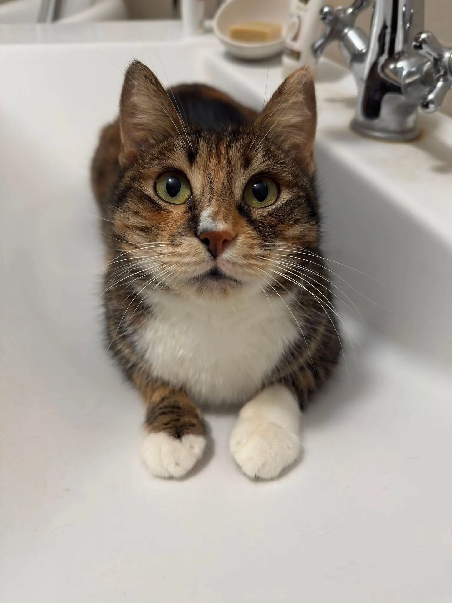 🐈 Lizie caută o casă nouă