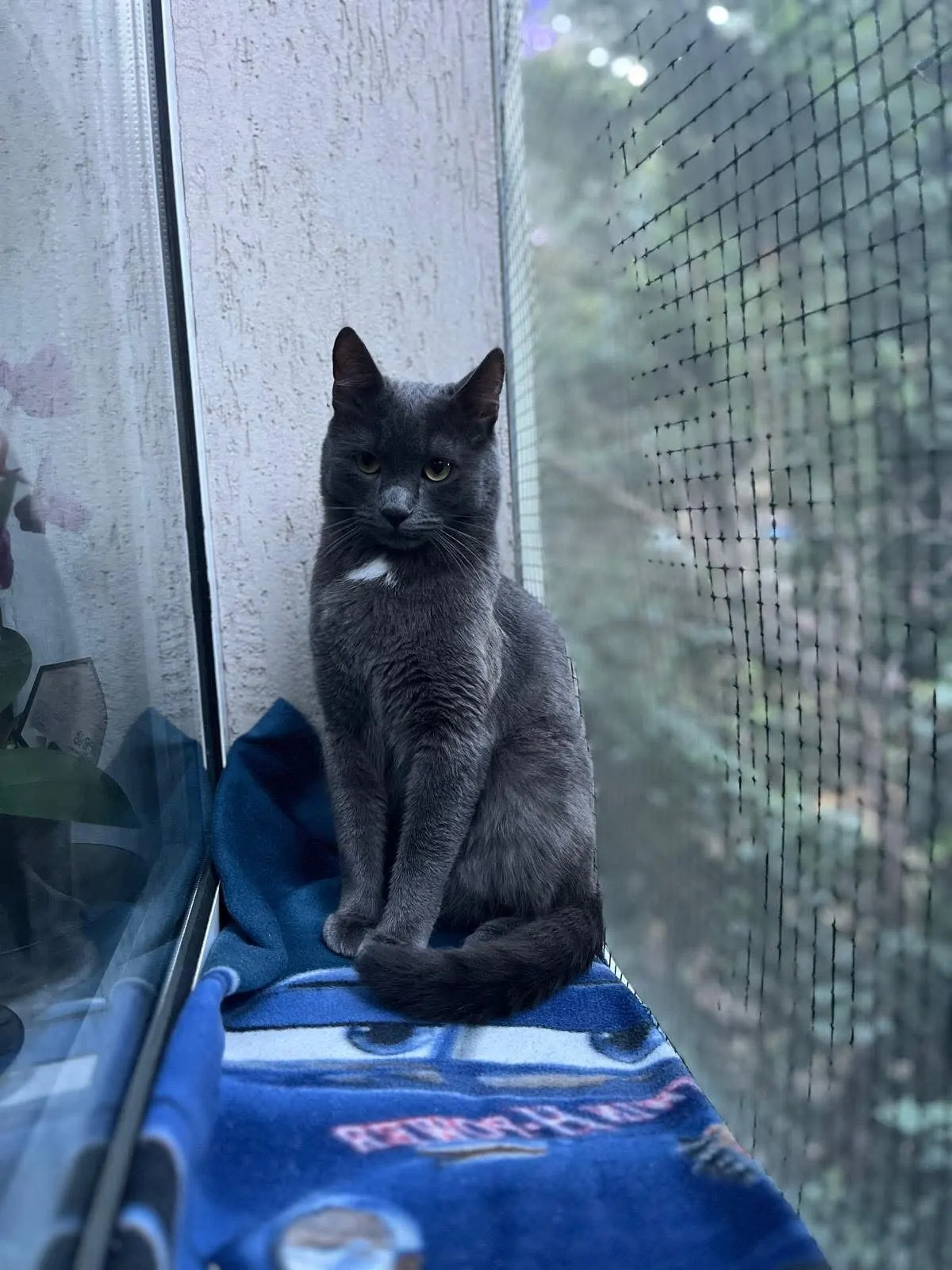 🐈 O pisică — reunită cu familia! 🎉
