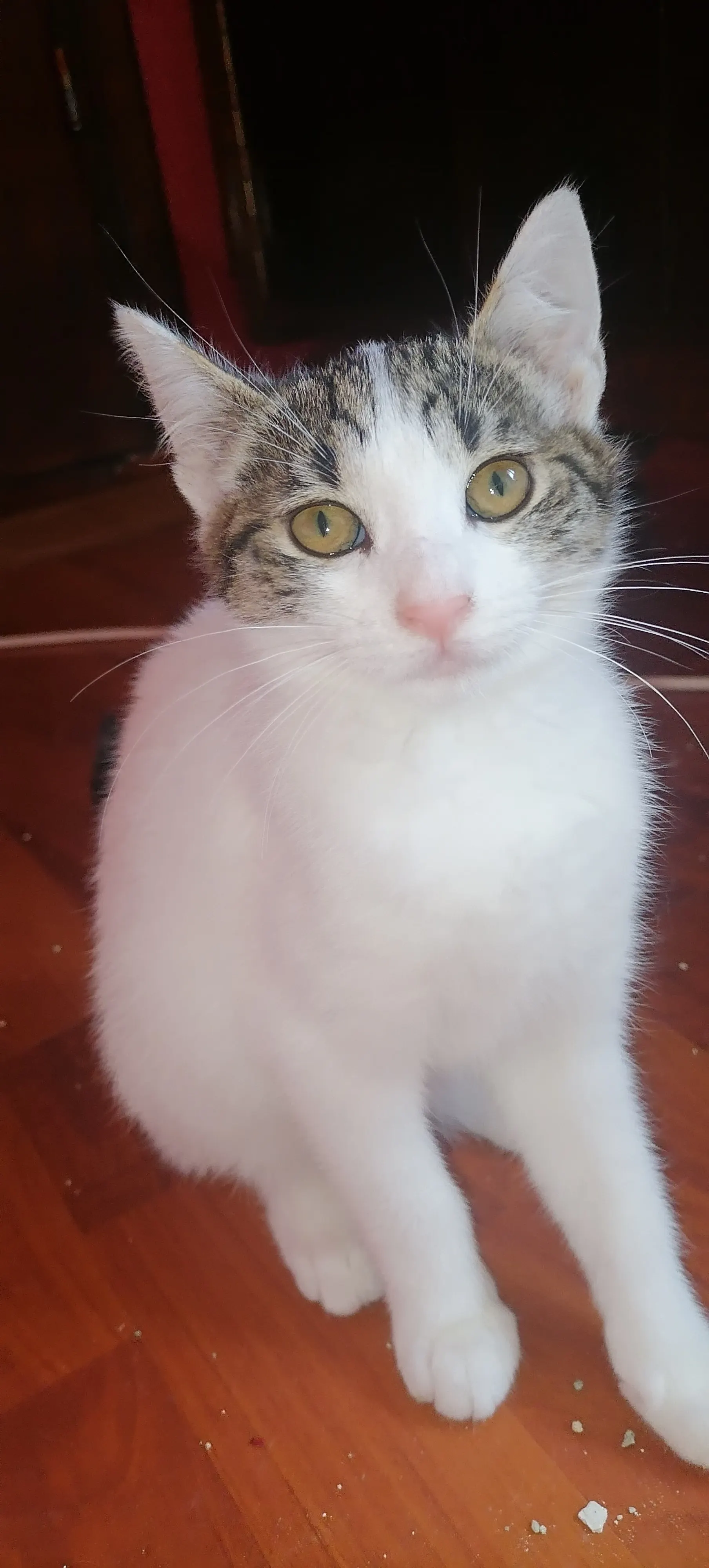🐈 O pisicuță caută o casă nouă