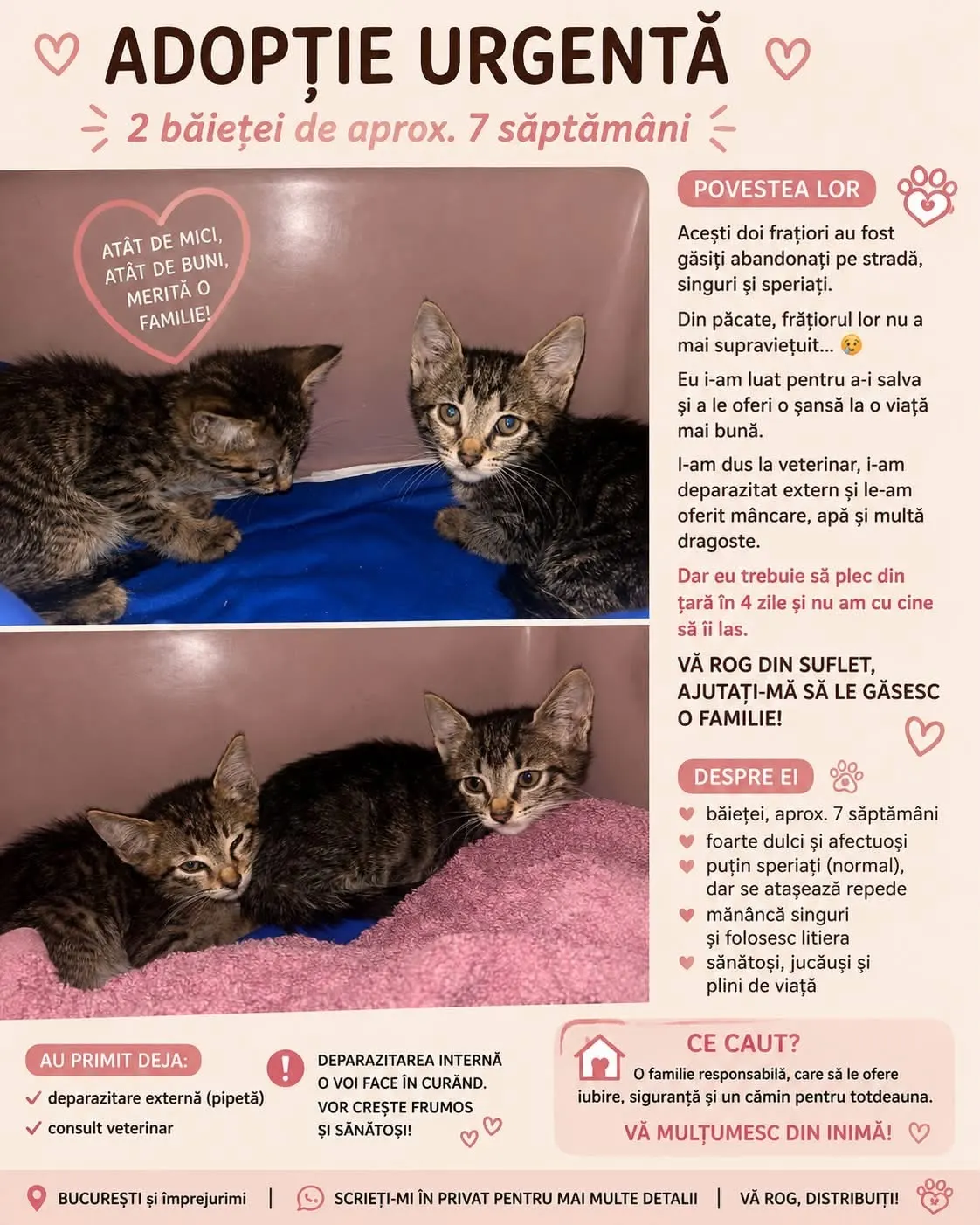 🐈 2 Pisici caută o casă nouă