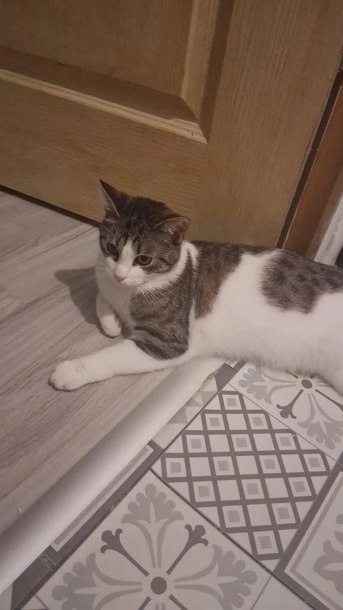🐈 O pisică — reunită cu familia! 🎉