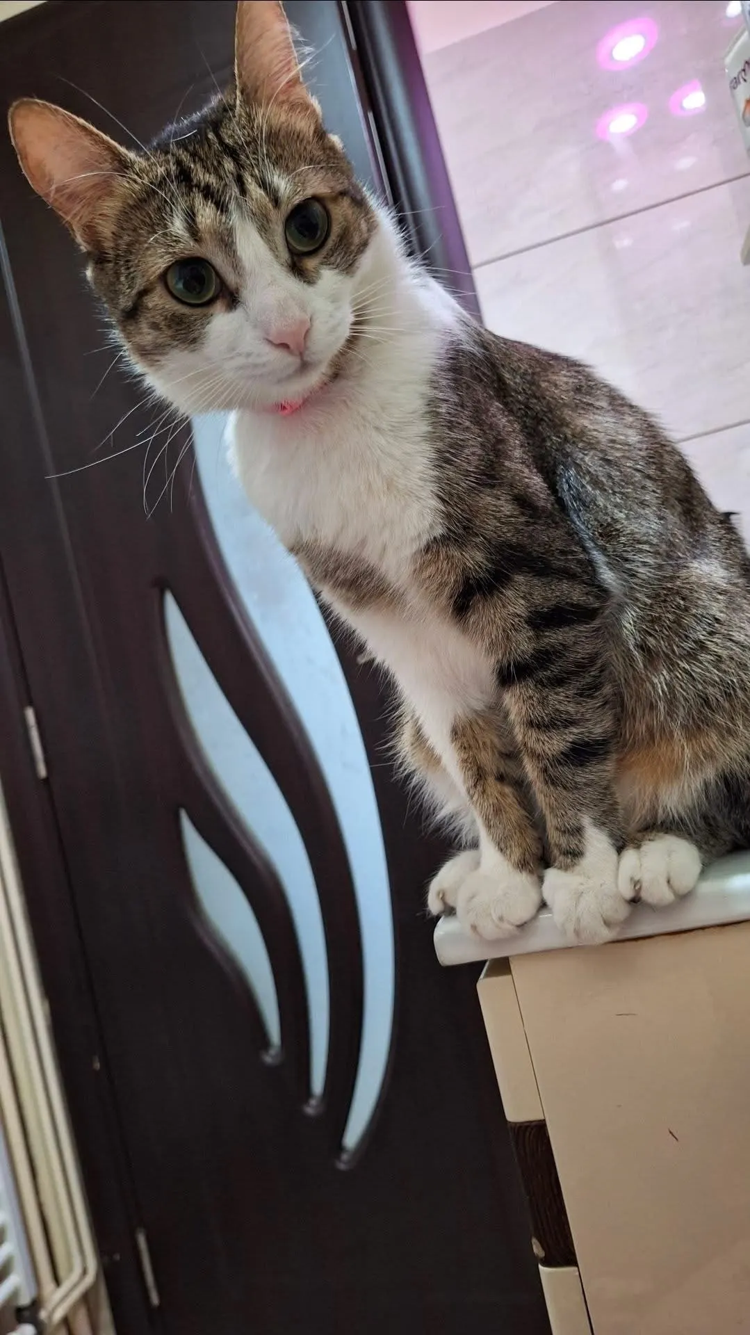 🐈 O pisică pierdută în București