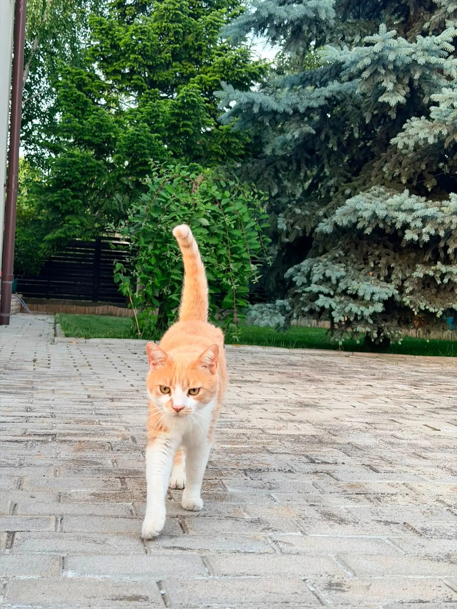 🐈 Duz pierdută în București