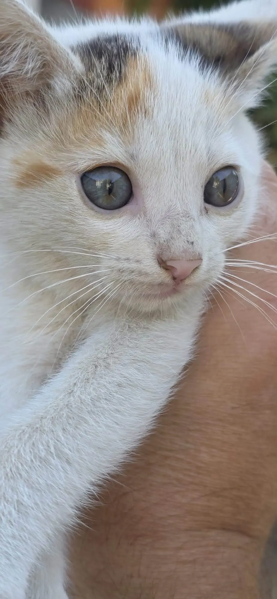 🐈 Misha caută o casă nouă