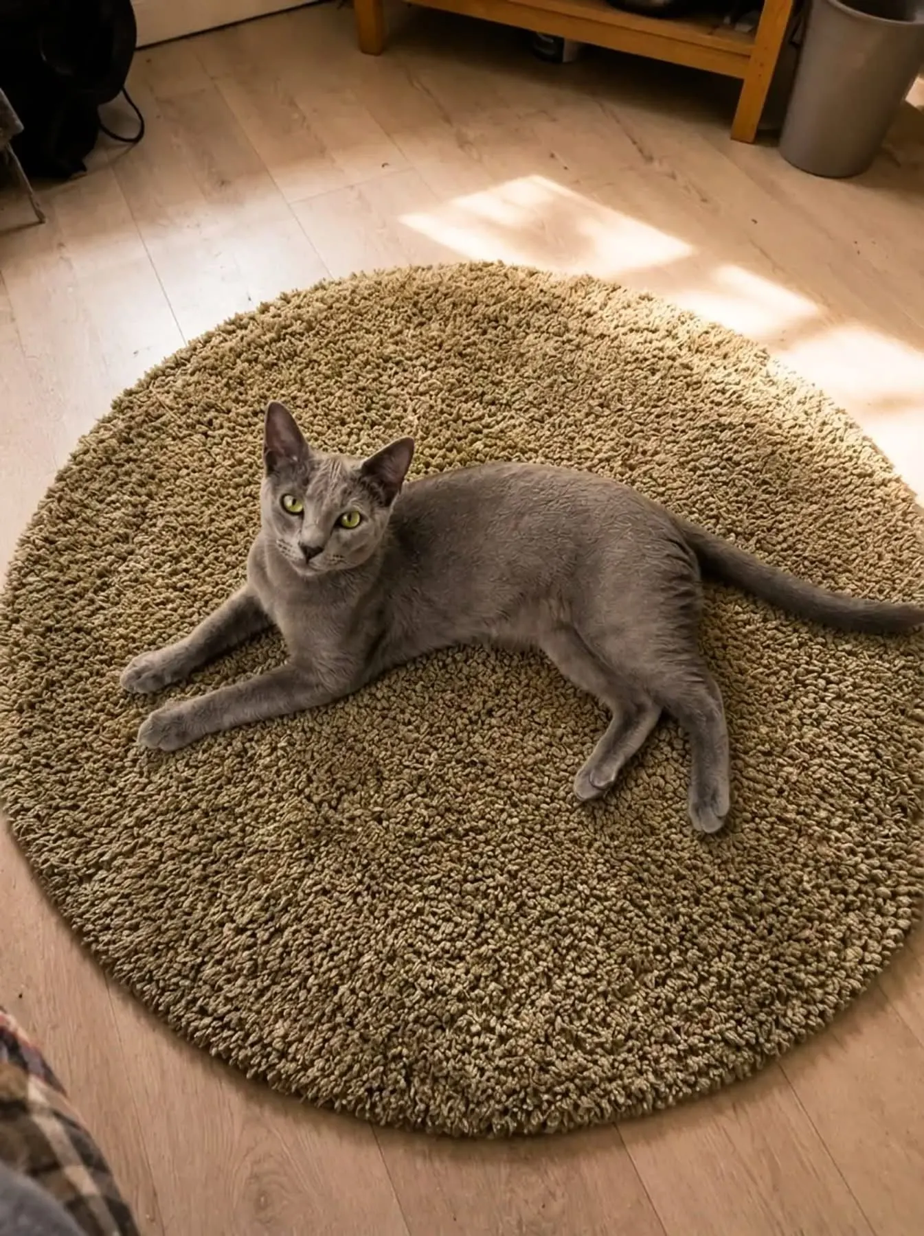 🐈 Clara caută o casă nouă