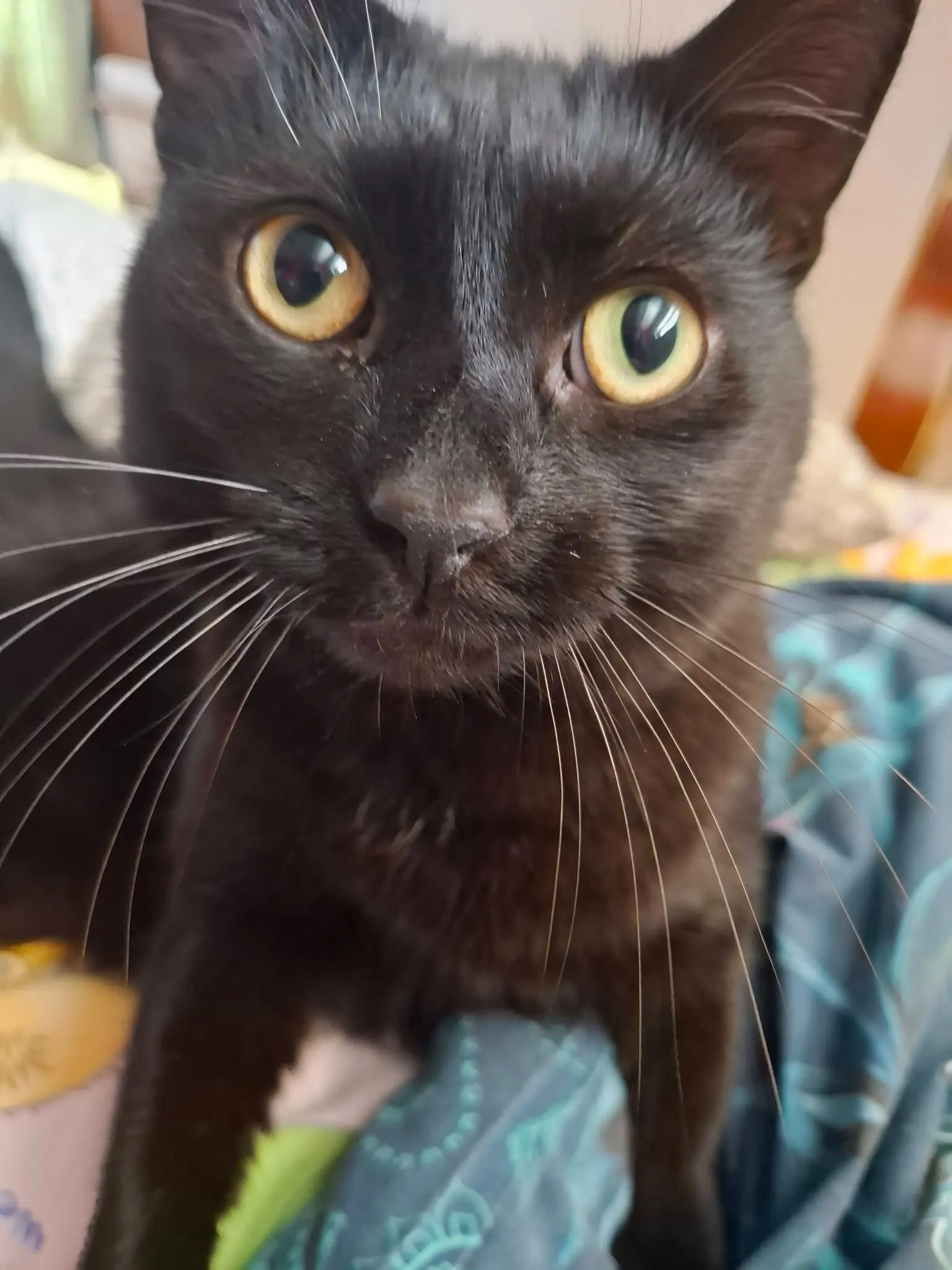 🐈 Salem pierdută în București