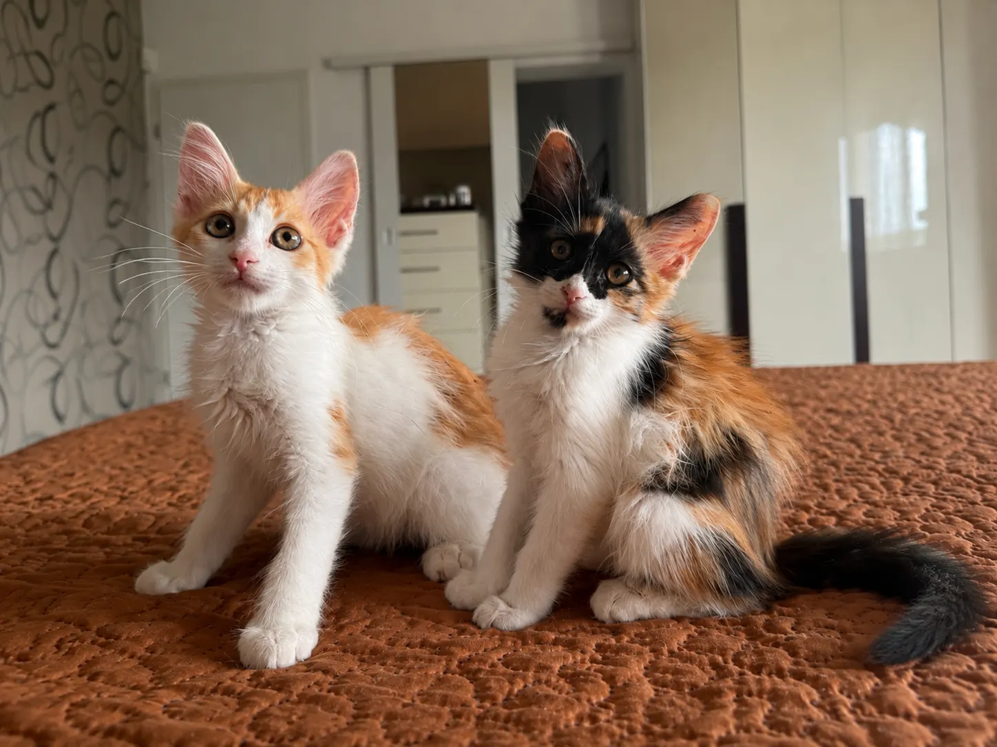 🐈 2 Pisici caută o casă nouă