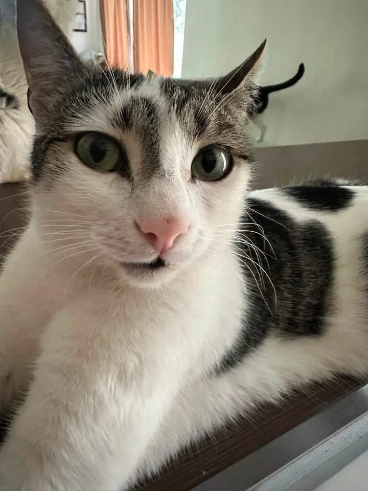 🐈 Zuzulina caută o casă nouă