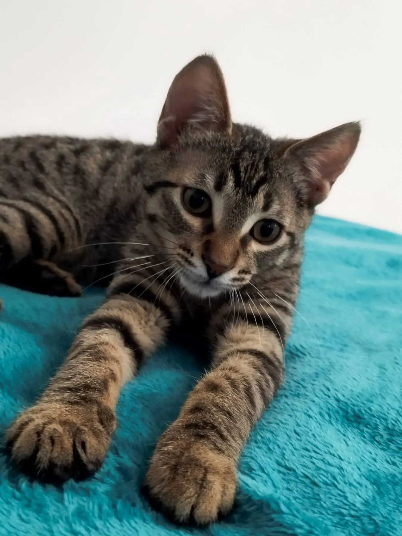 🐈 Un pisic caută o casă nouă