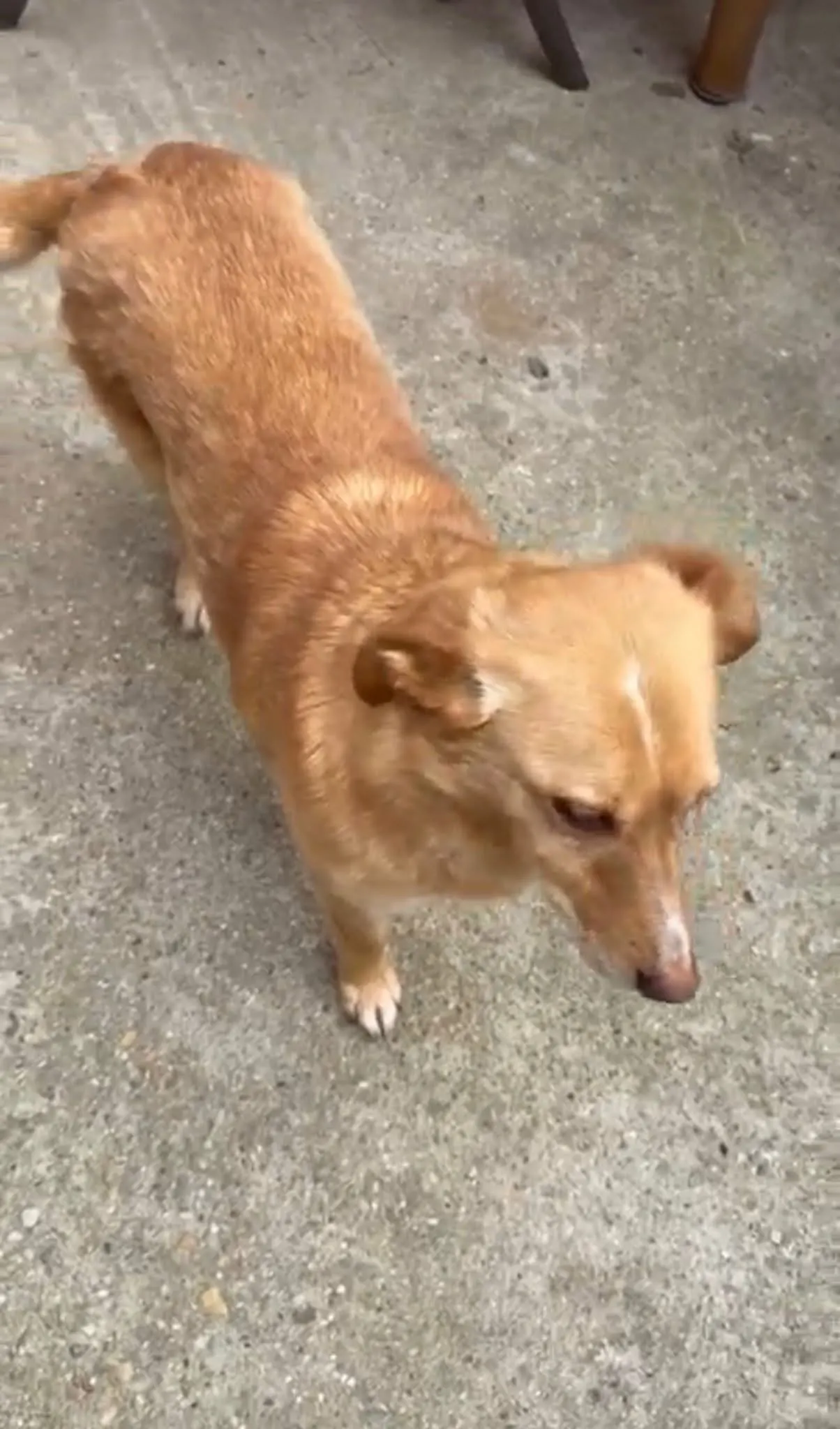 🐕 Freya pierdut în București