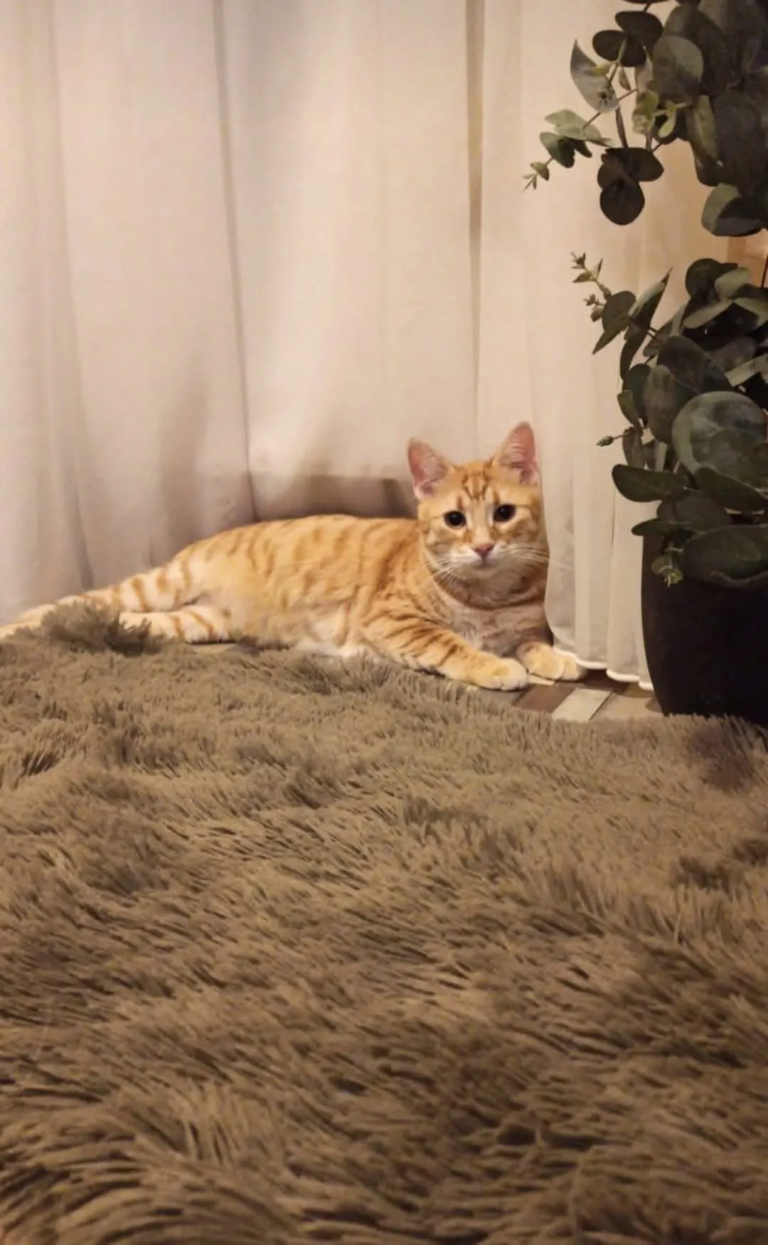 🐈 Tomy pierdută în București