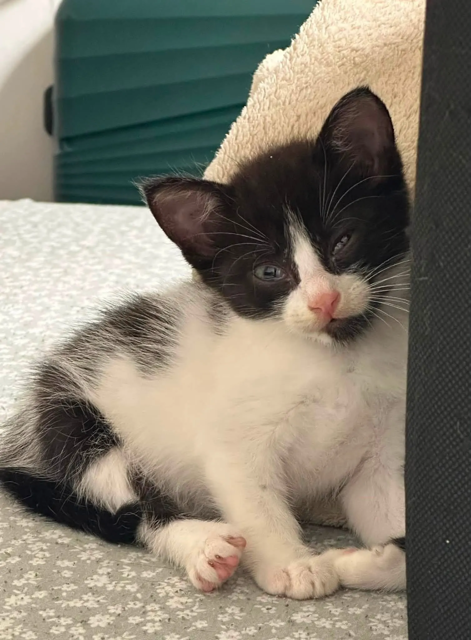 🐈 O pisică caută o casă nouă
